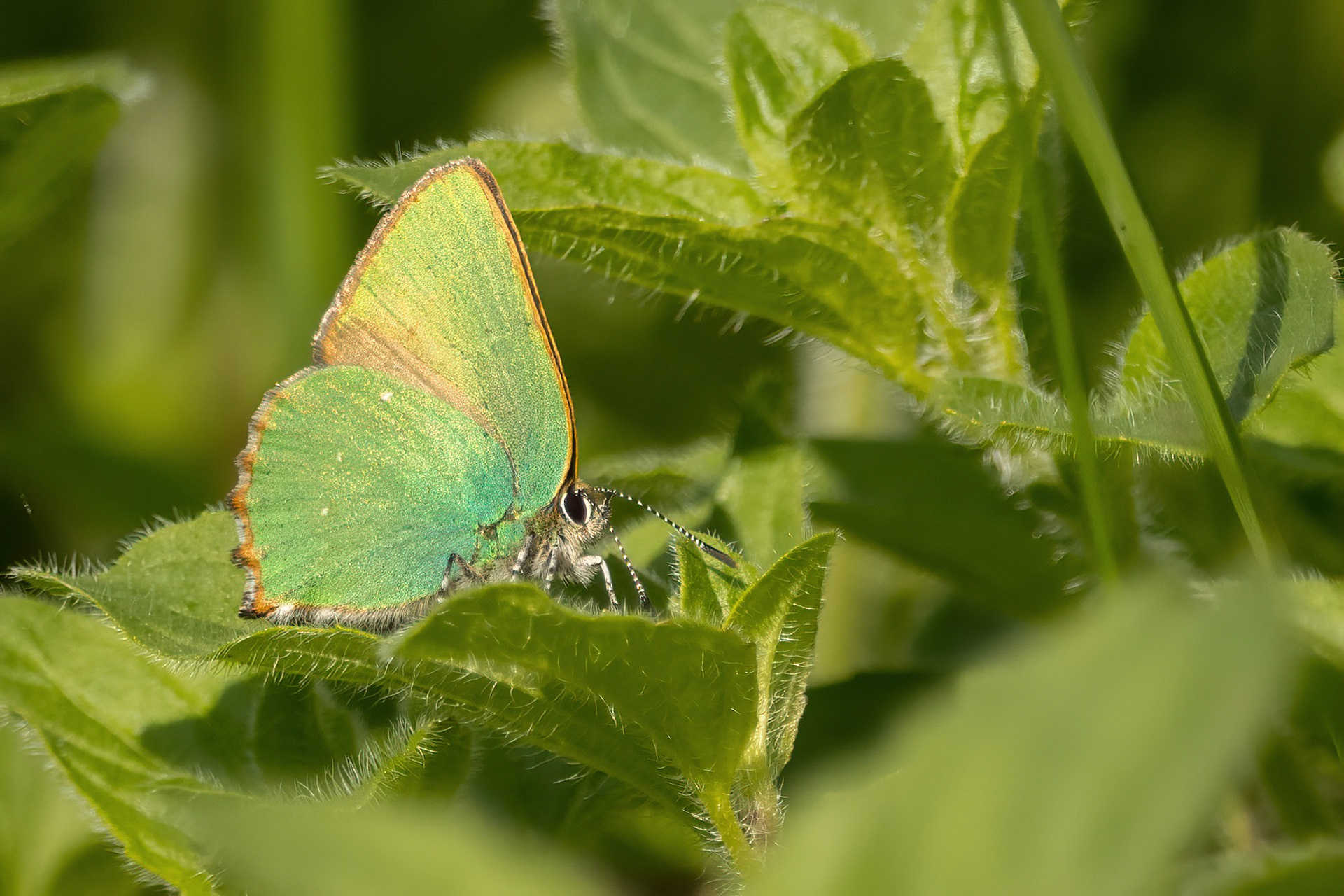 Green Hairstreak Butterfly
