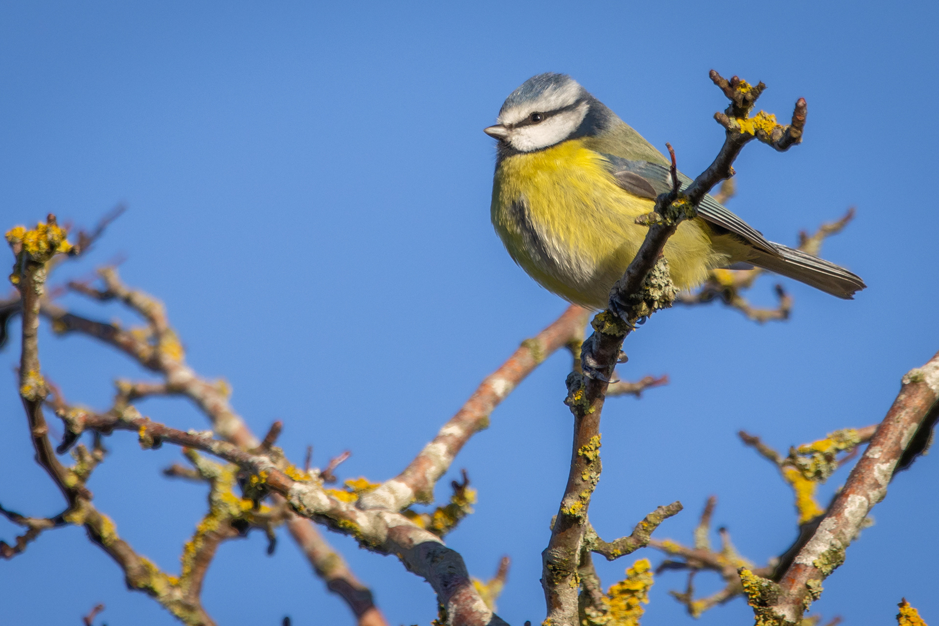 Blue Tit