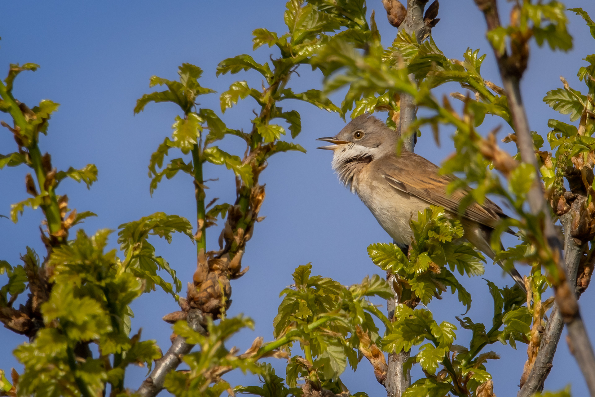 Common Whitethroat
