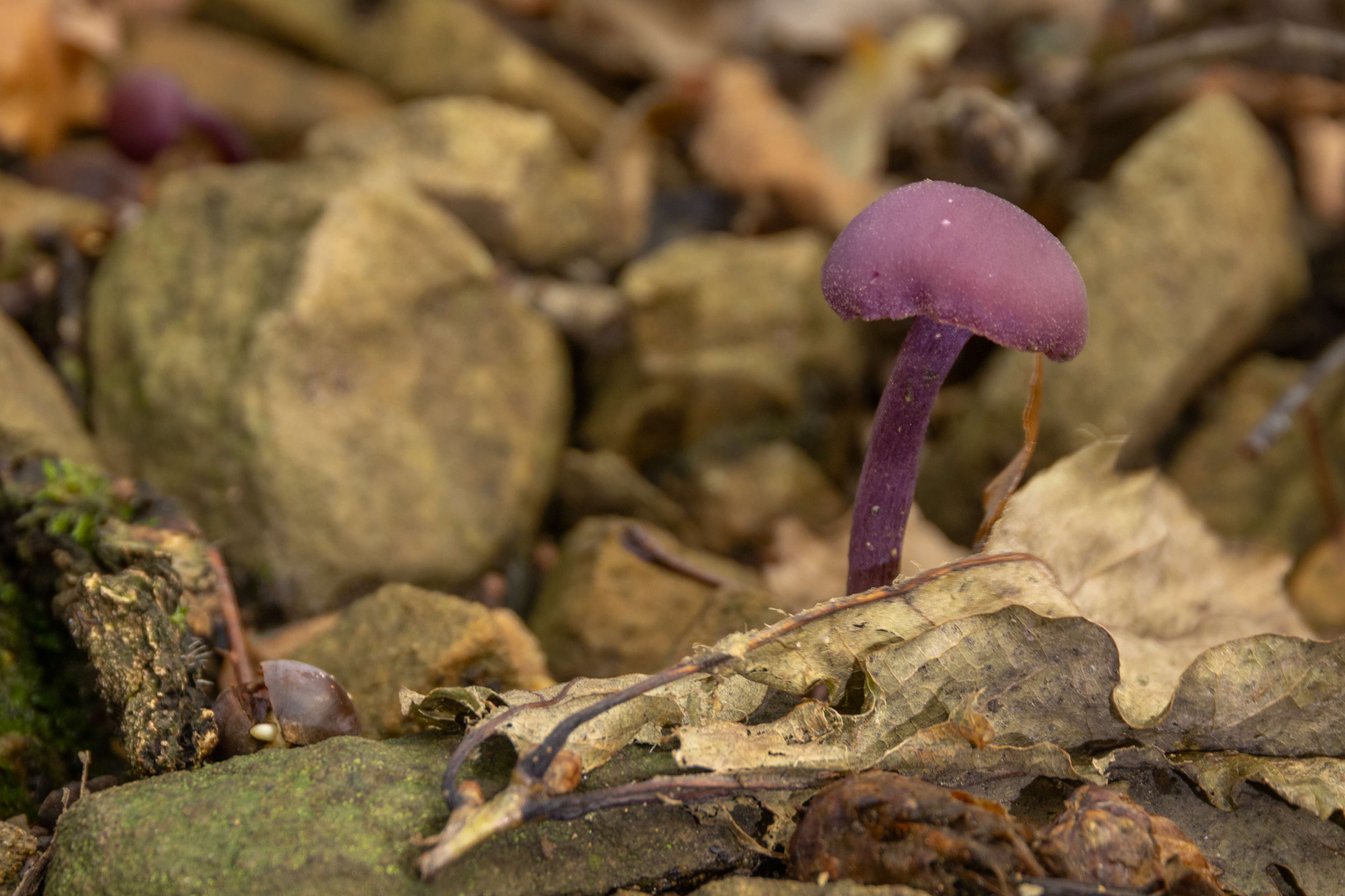 Amethyst Deceiver