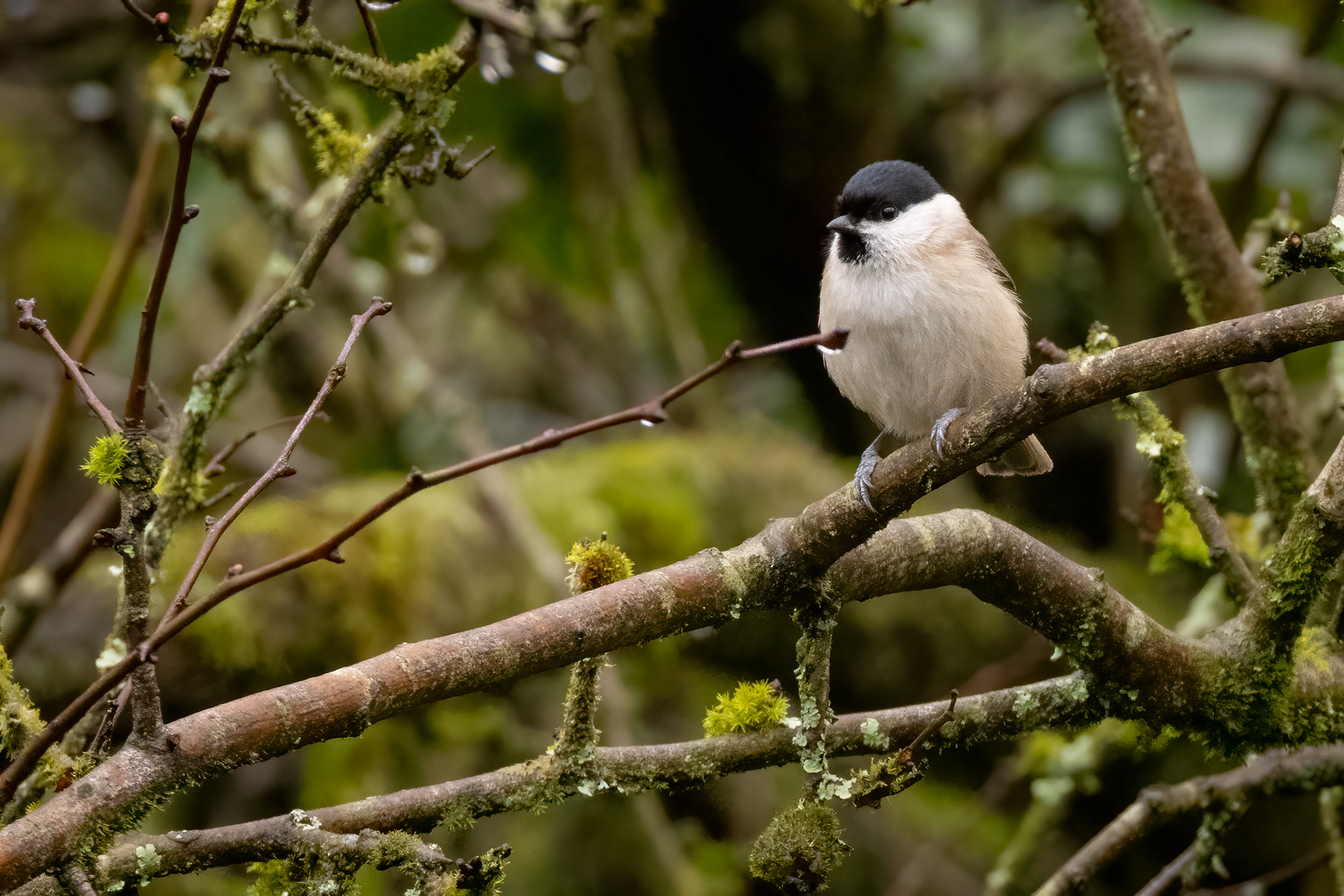 Marsh Tit