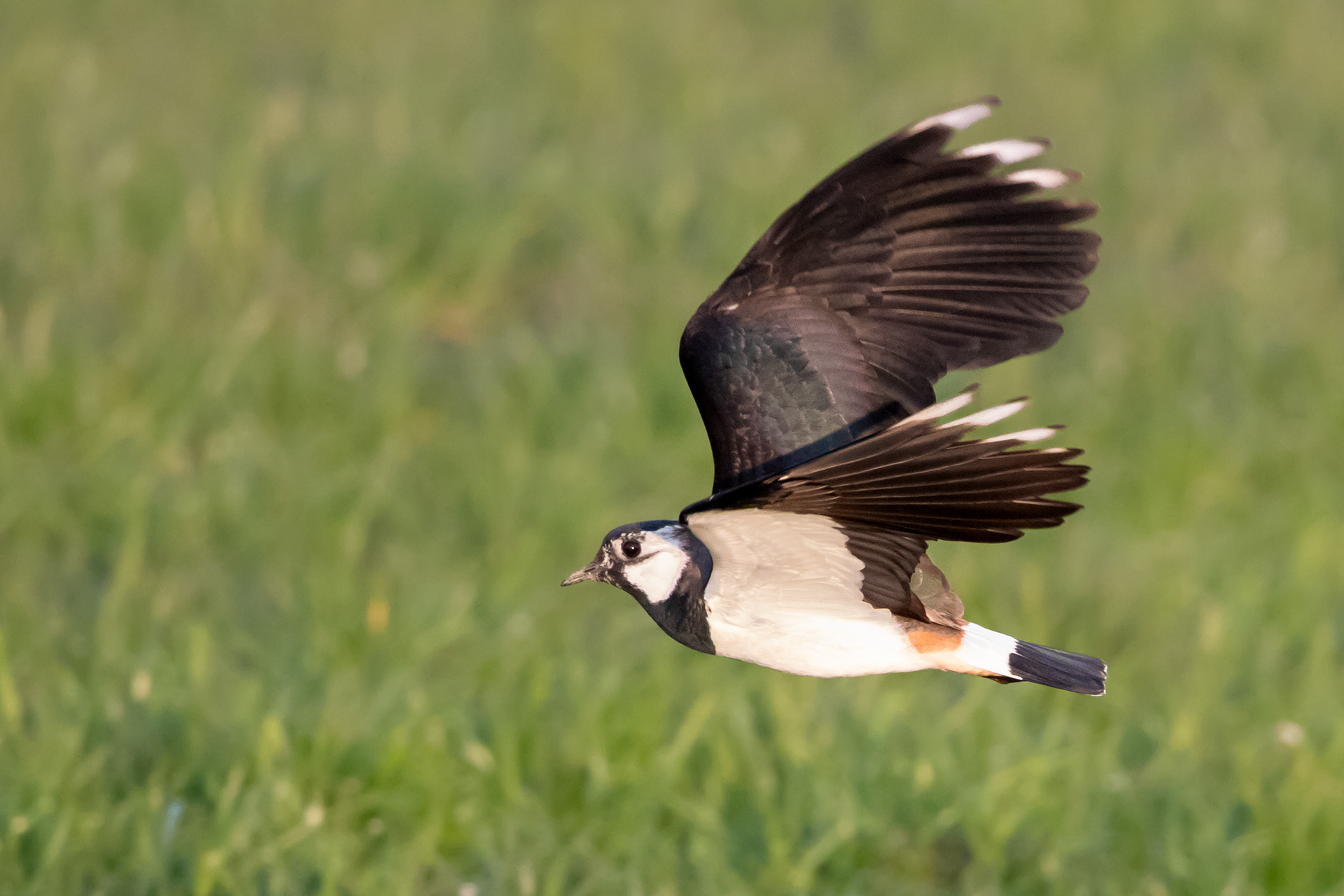 Lapwing