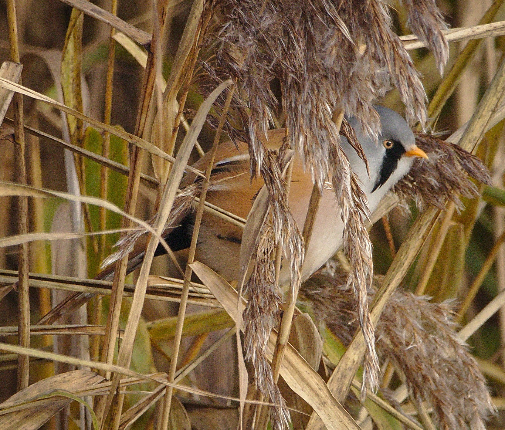 Bearded Reedling