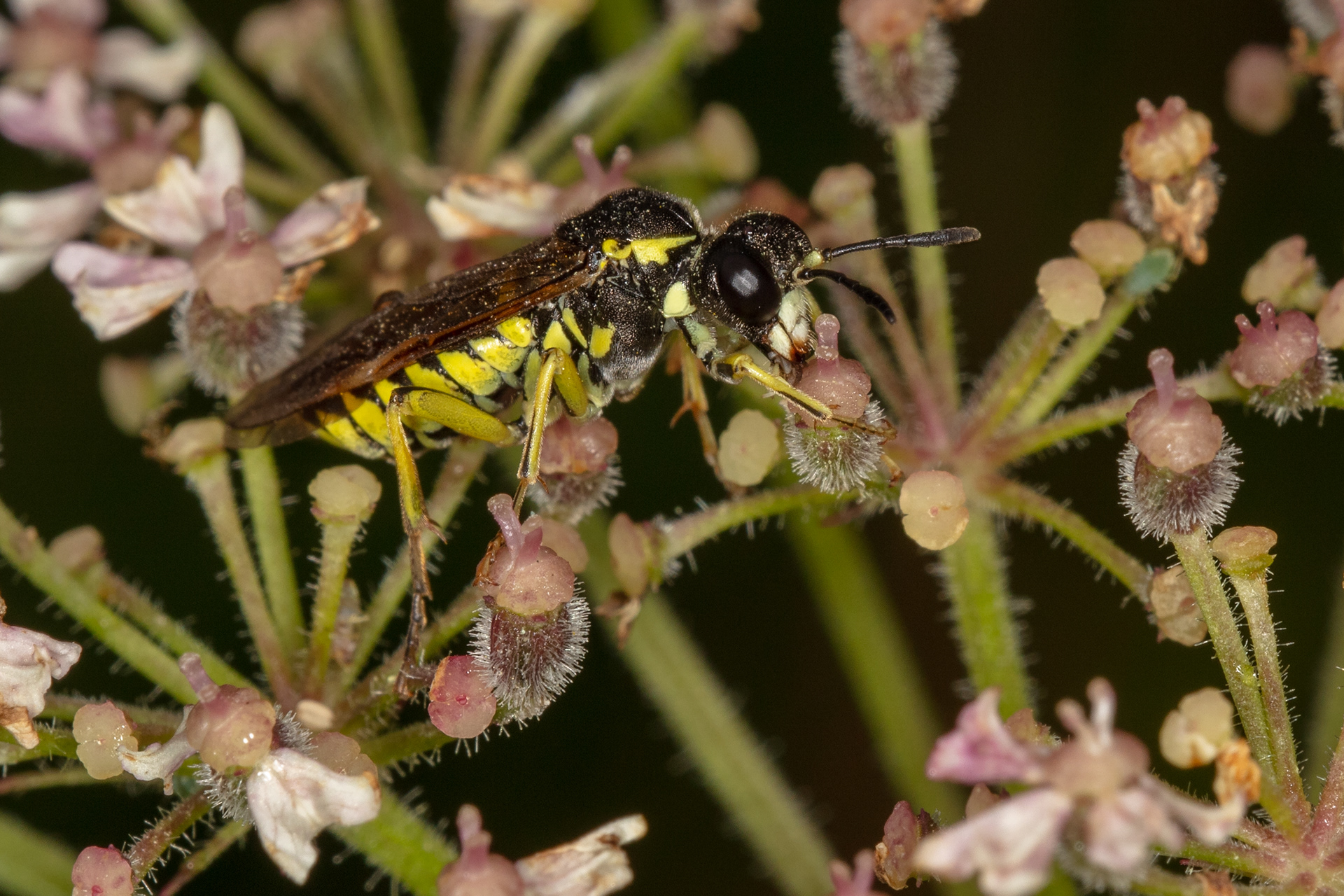 Sawfly 