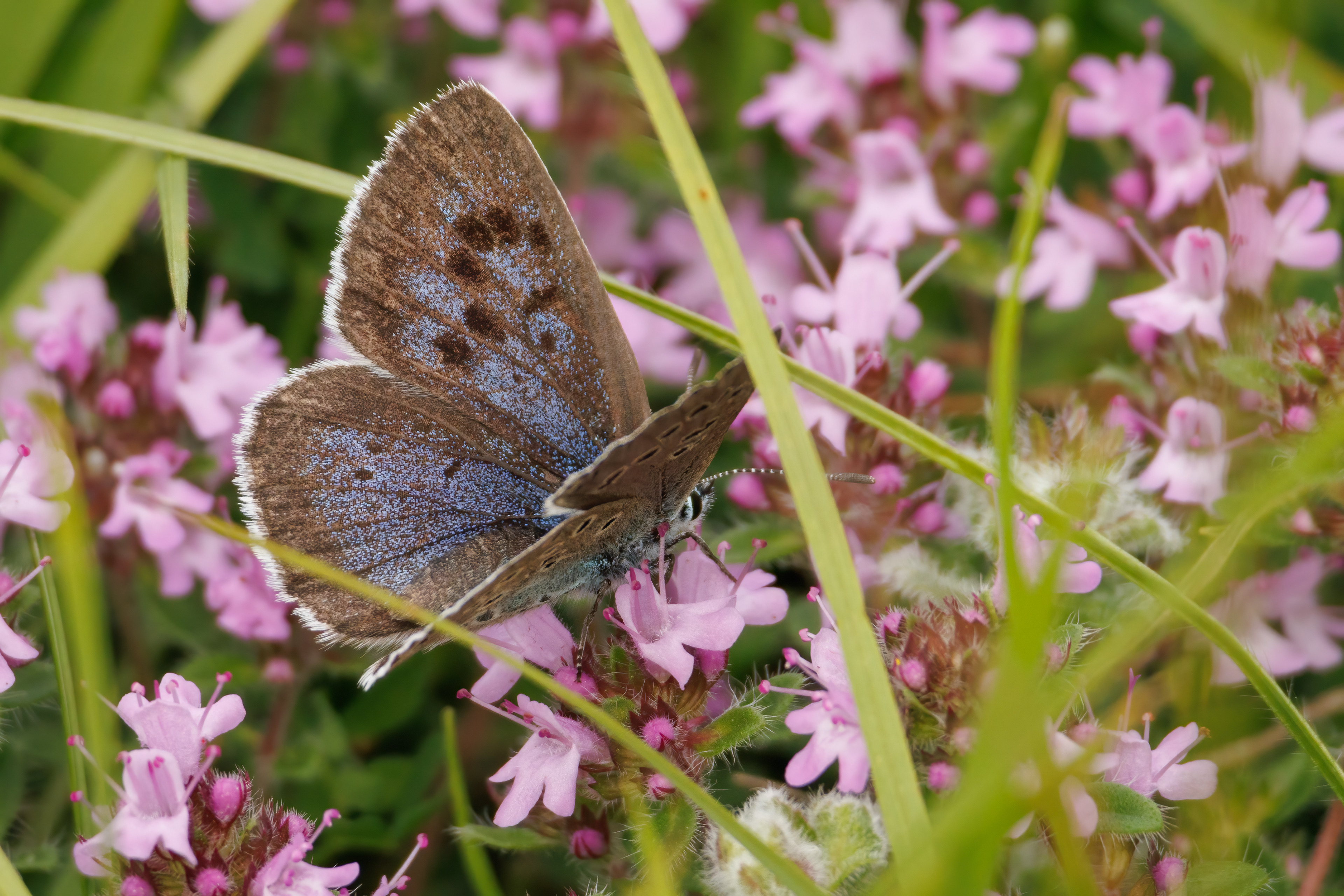 Large Blue Butterfly