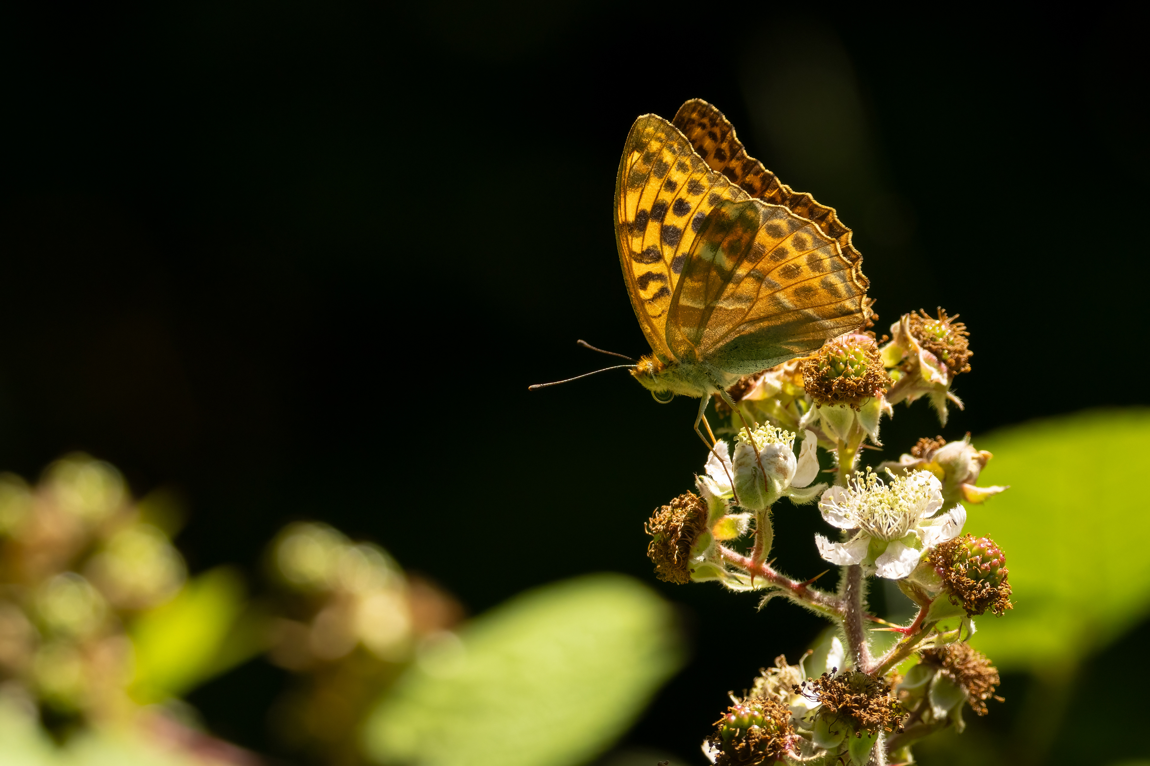 Silver-washed Fritillary Butterfly