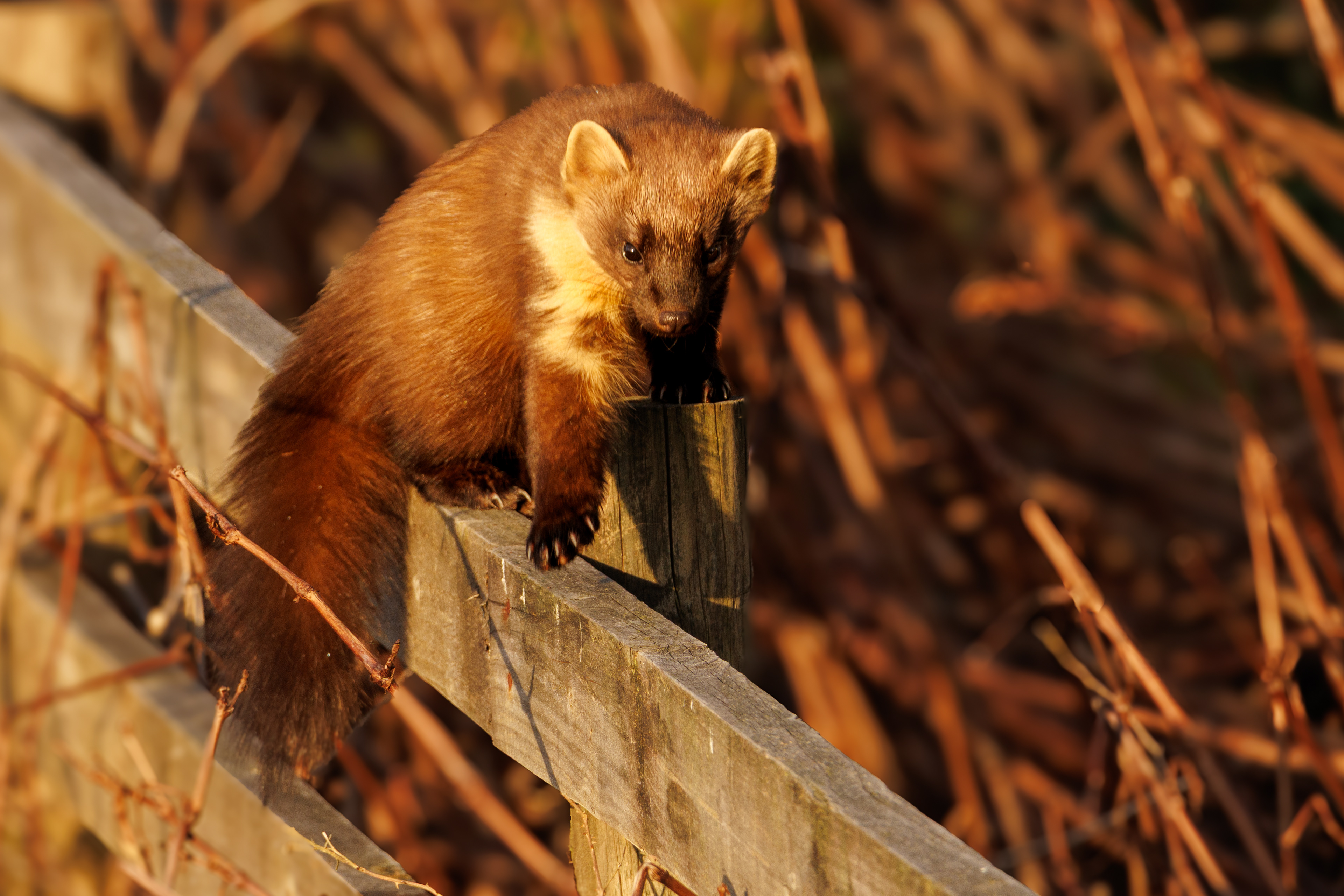 Pine Marten