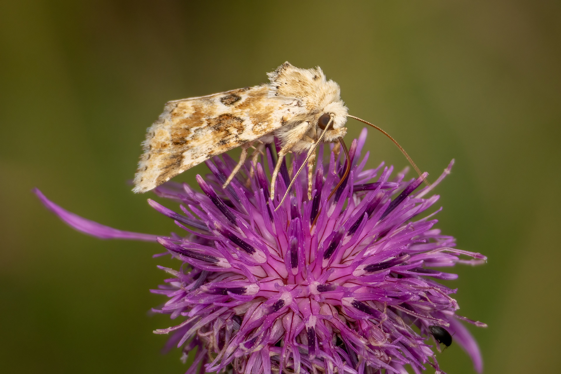 Dusky Sallow Moth