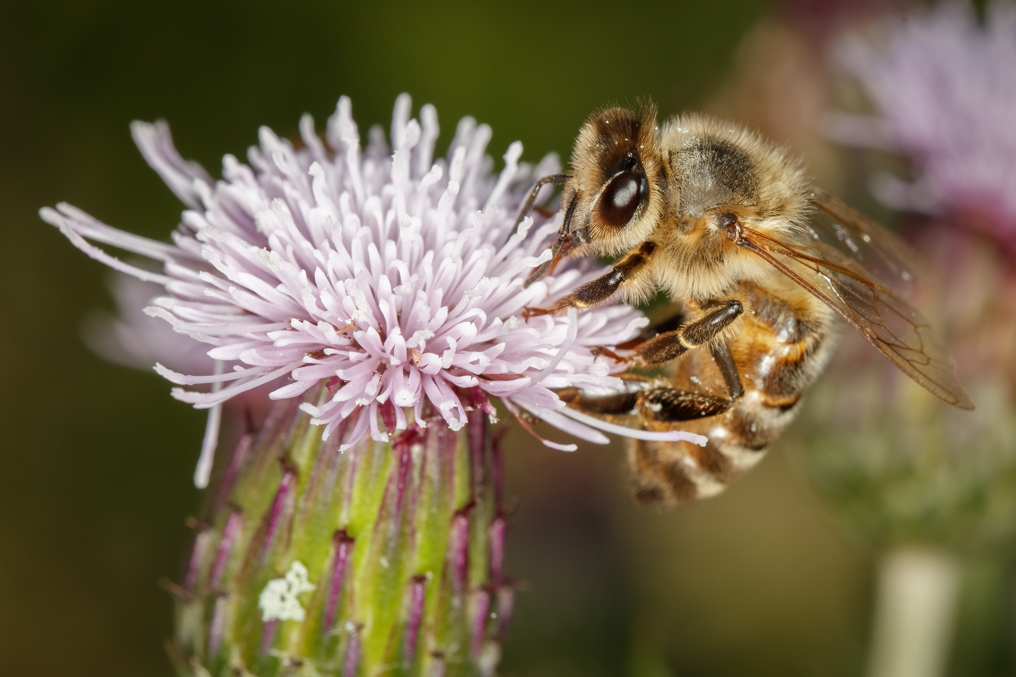 Honey Bee