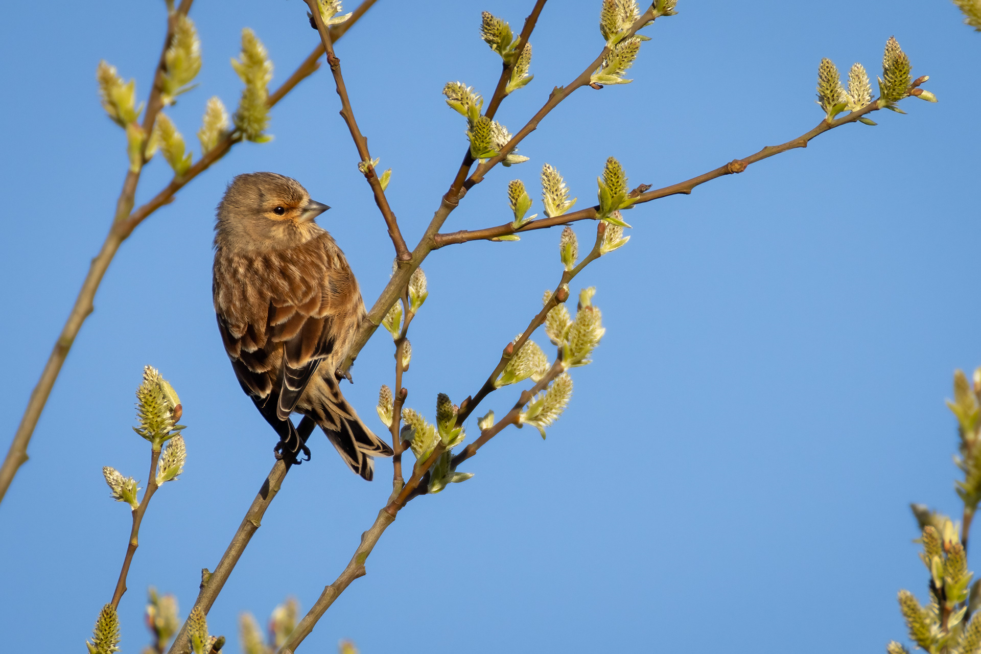 Linnet (female)