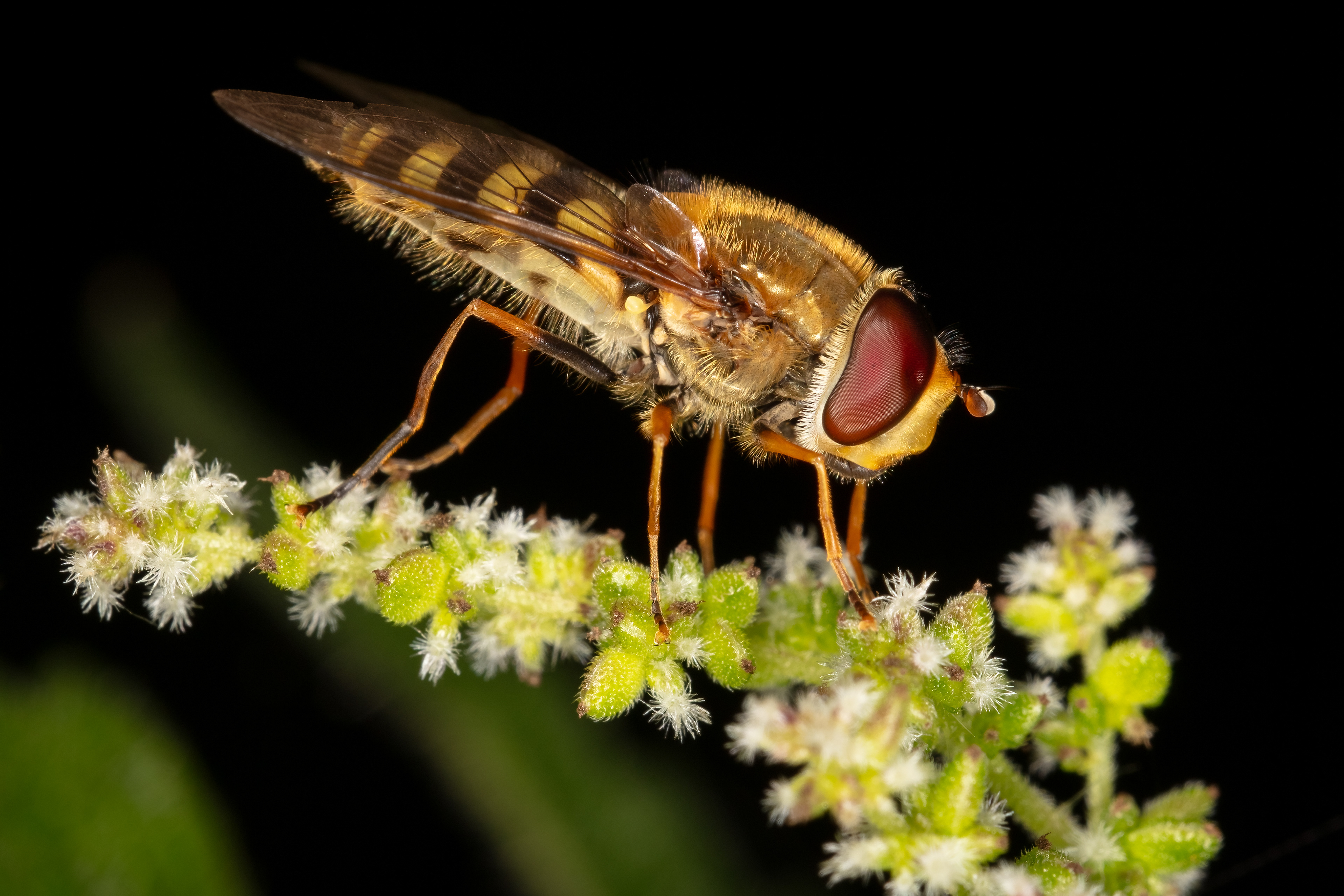 Hoverfly