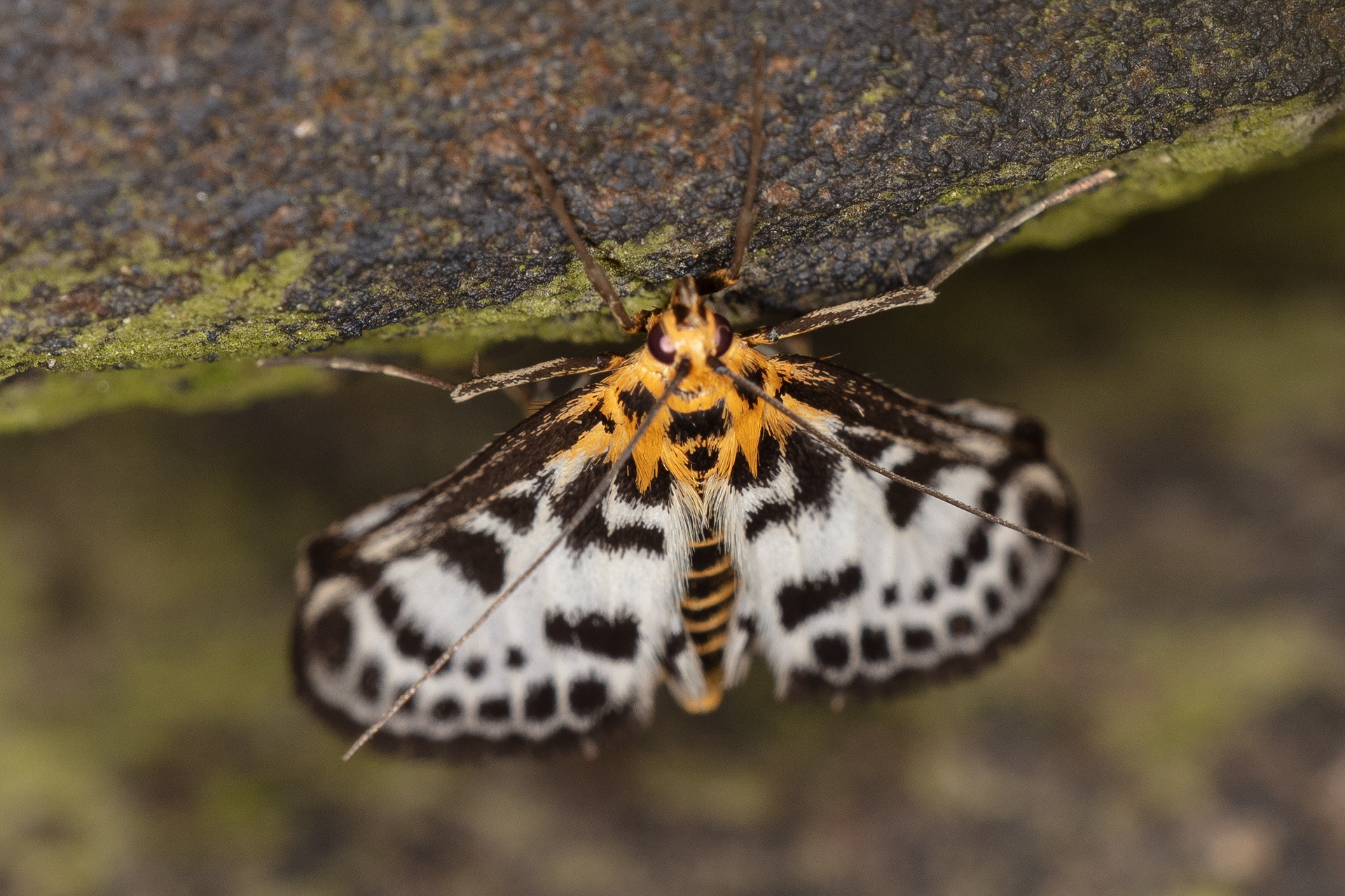 Small Magpie Moth