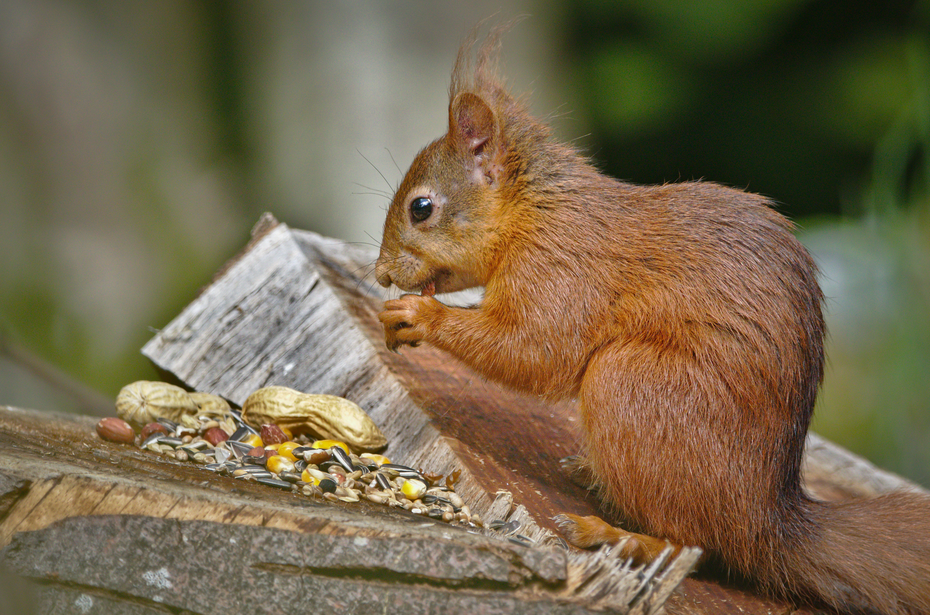 Red Squirrel 