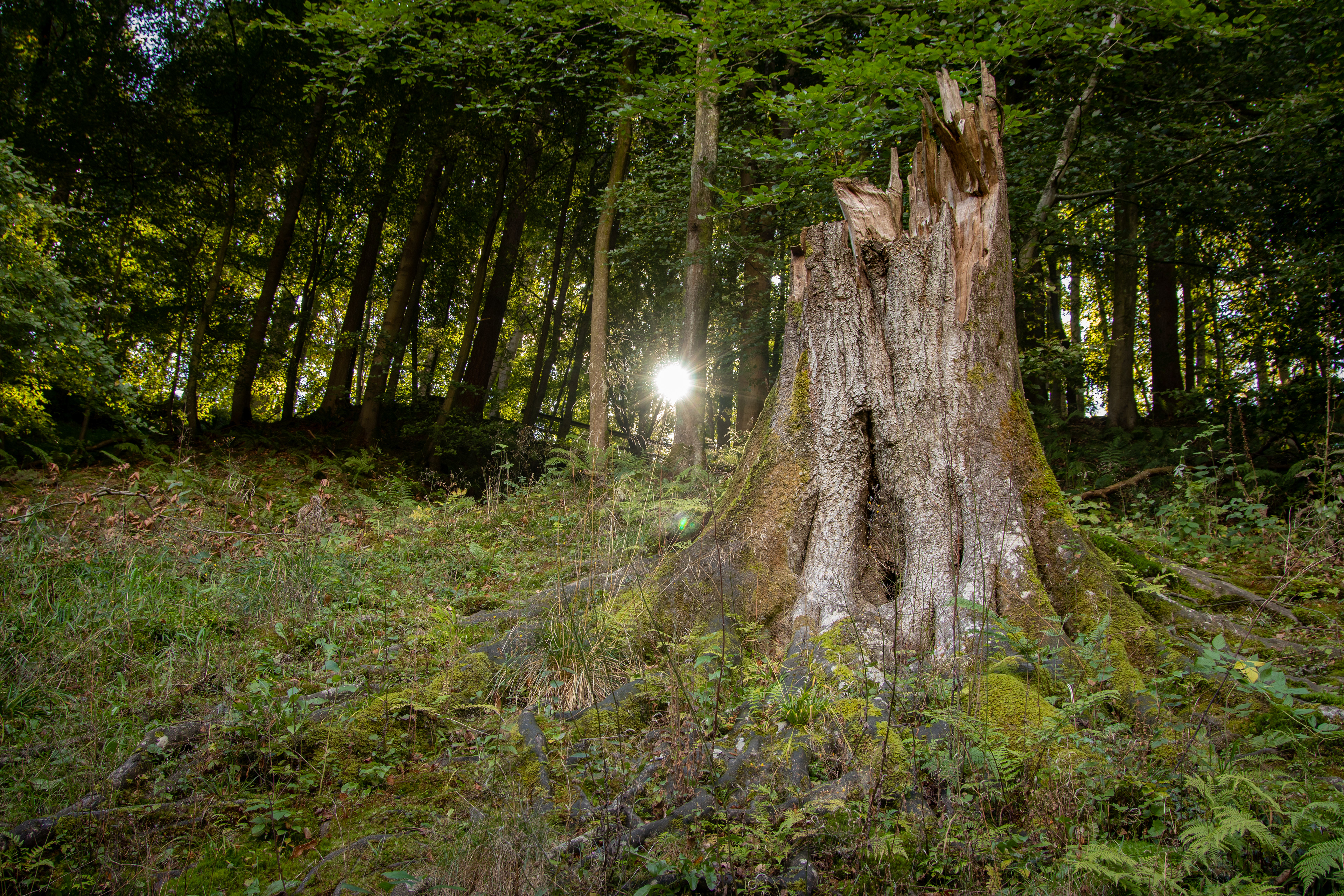 The Strid, Bolton Abbey