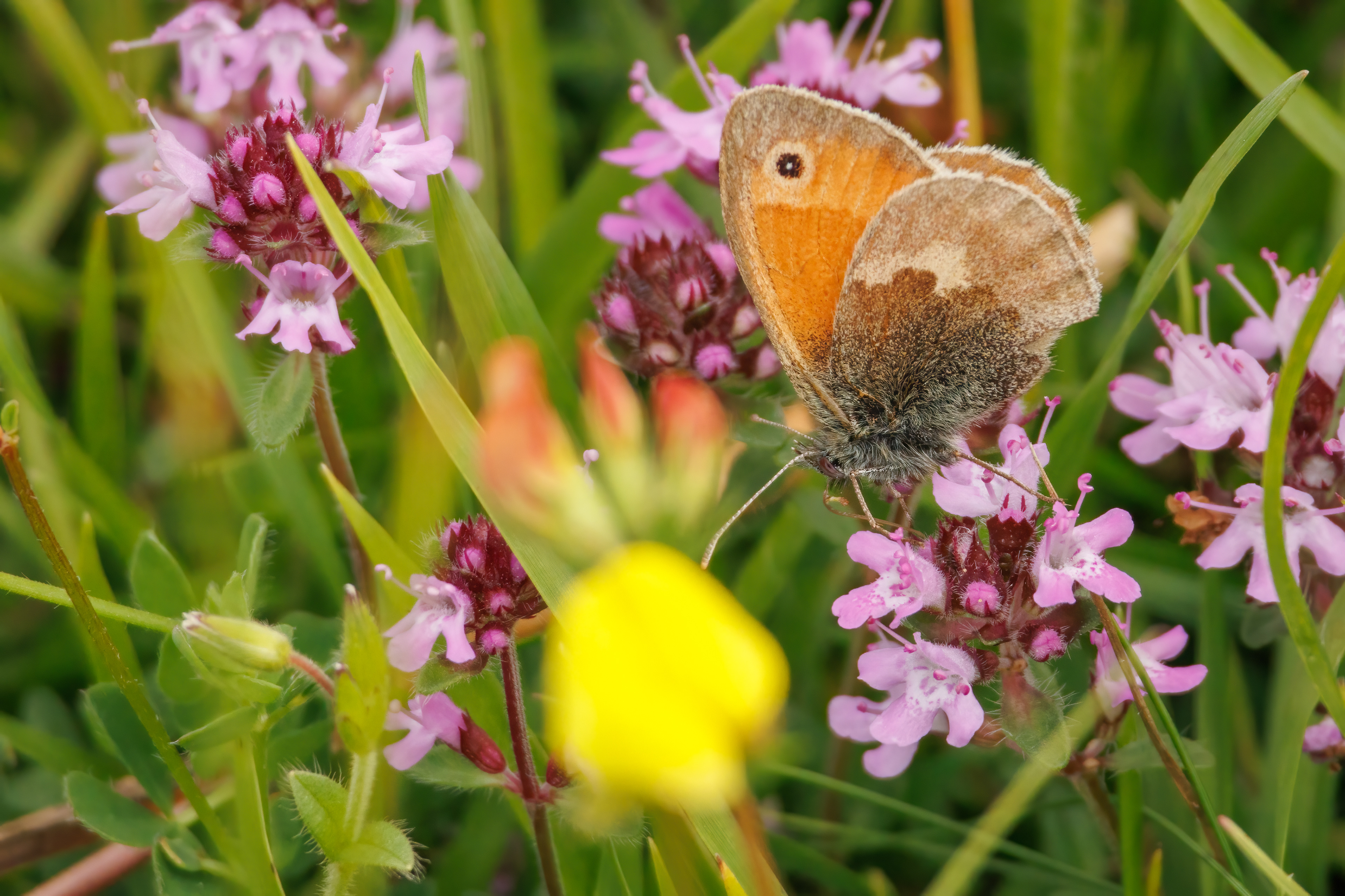 Small Heath Butterfly