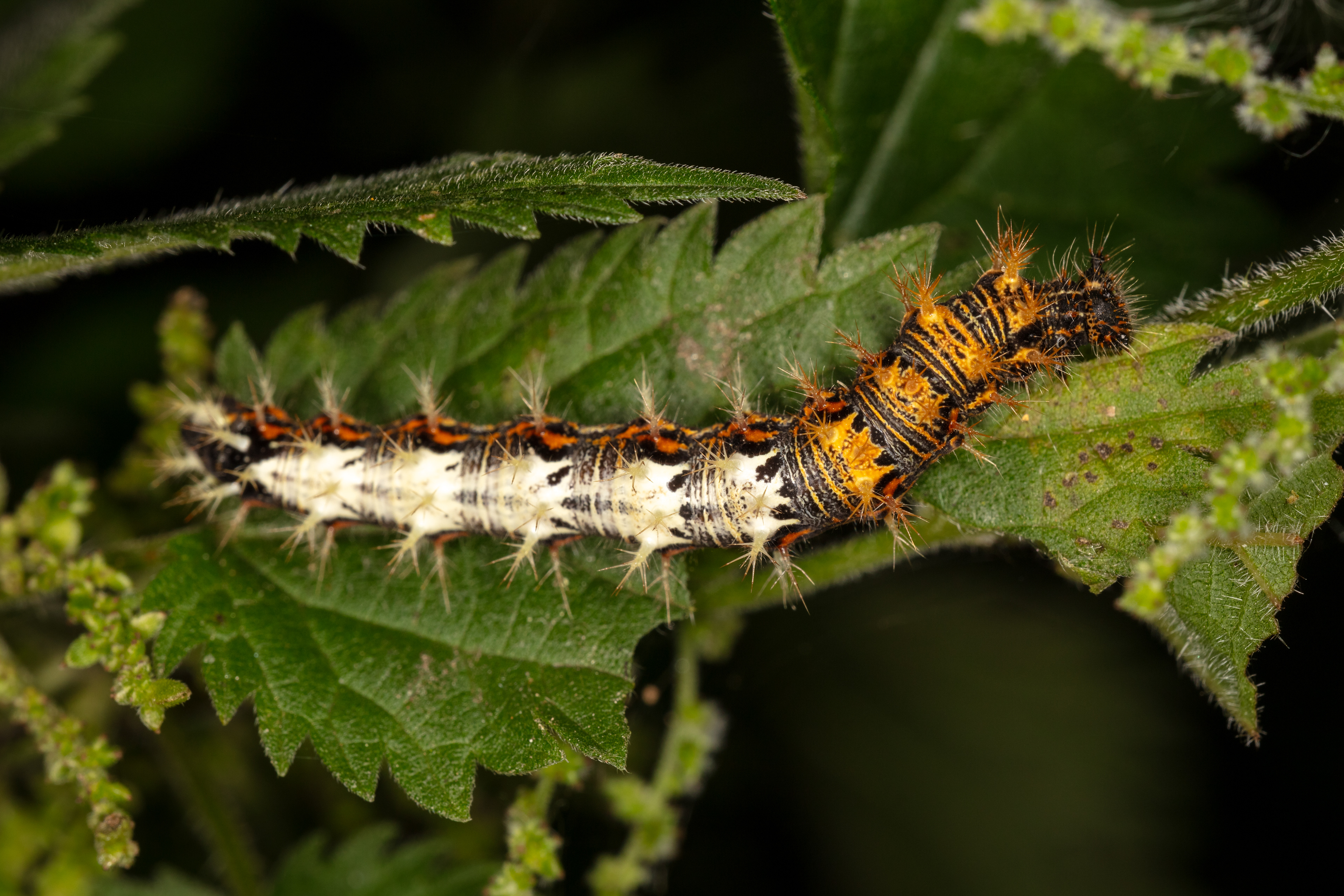 Comma Butterfly Caterpillar