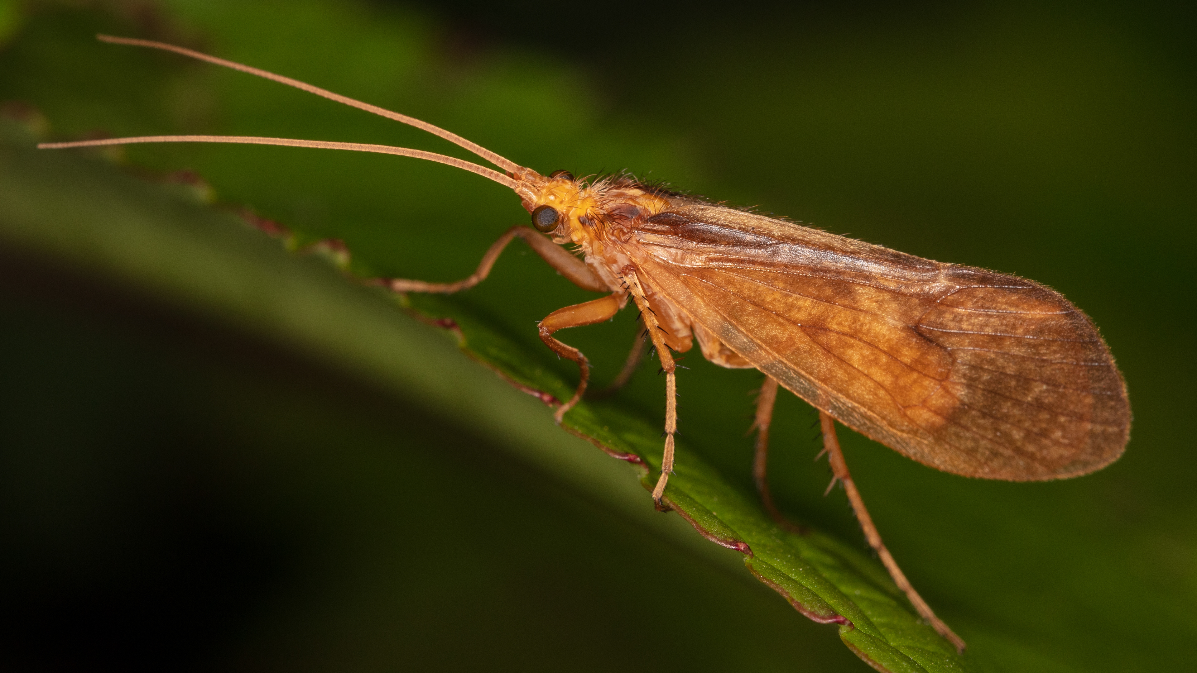 Caddisfly