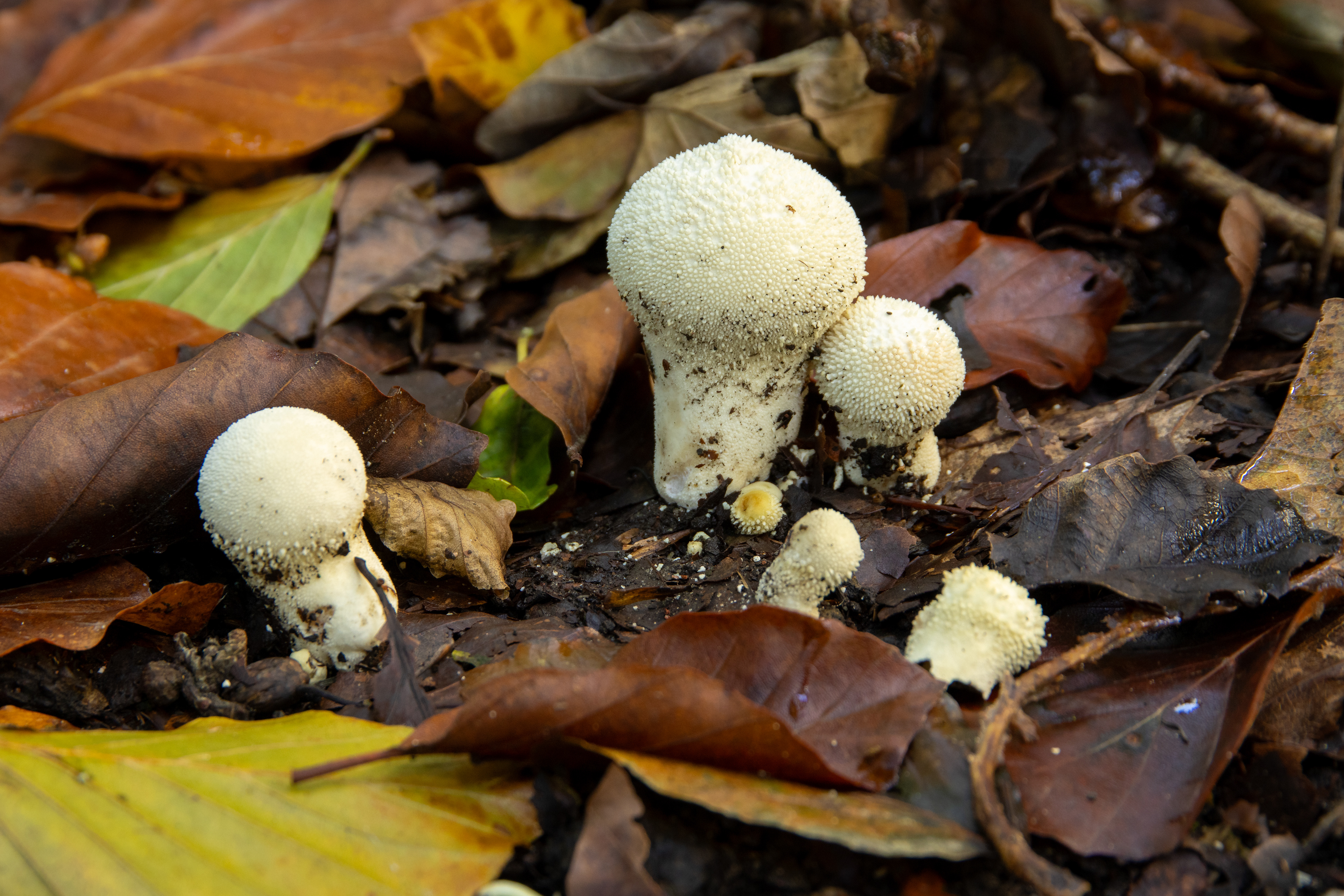Common Puffball