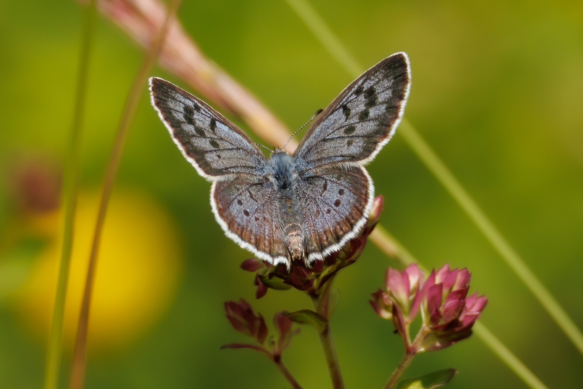 Large Blue Butterfly