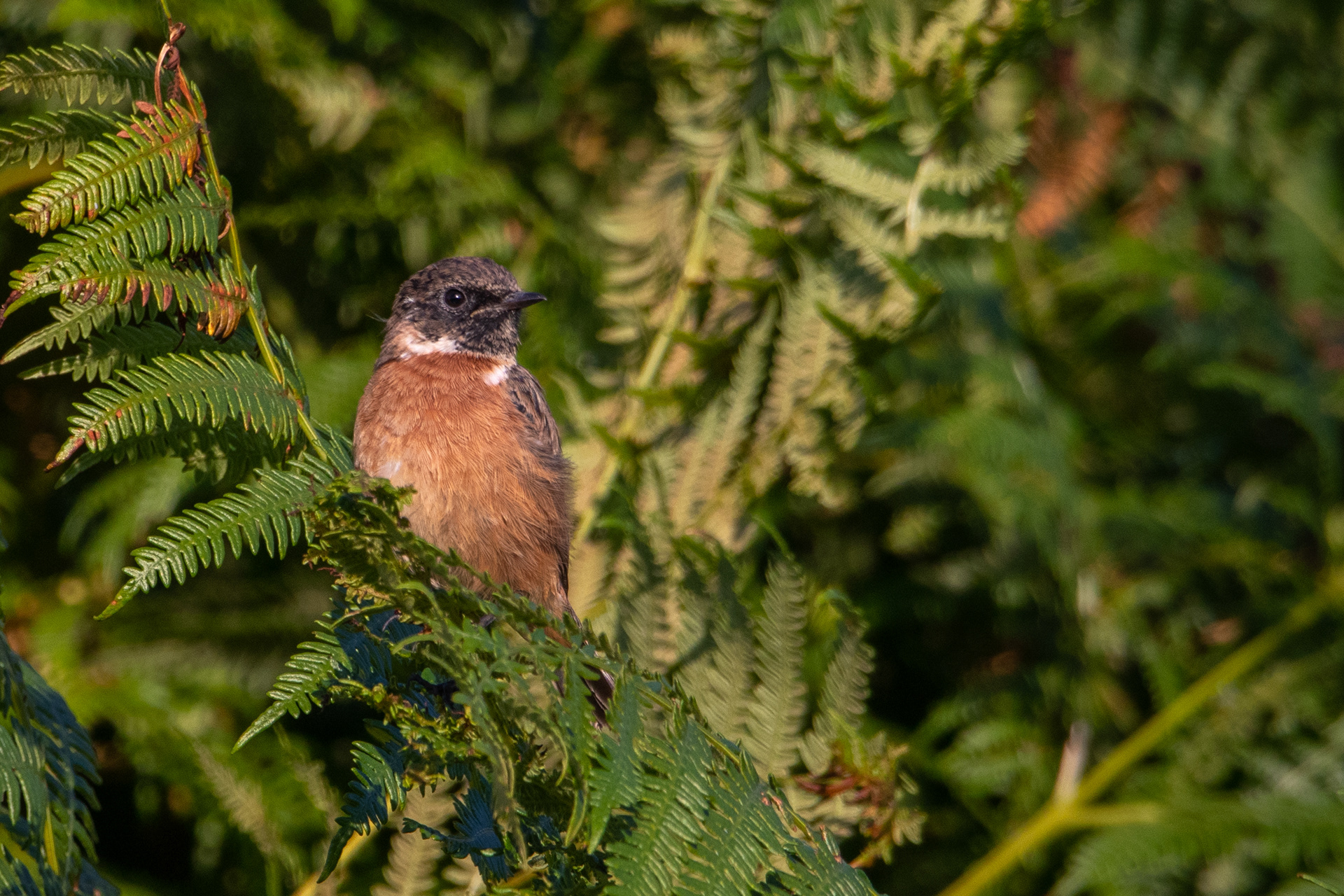 Stonechat (Male)
