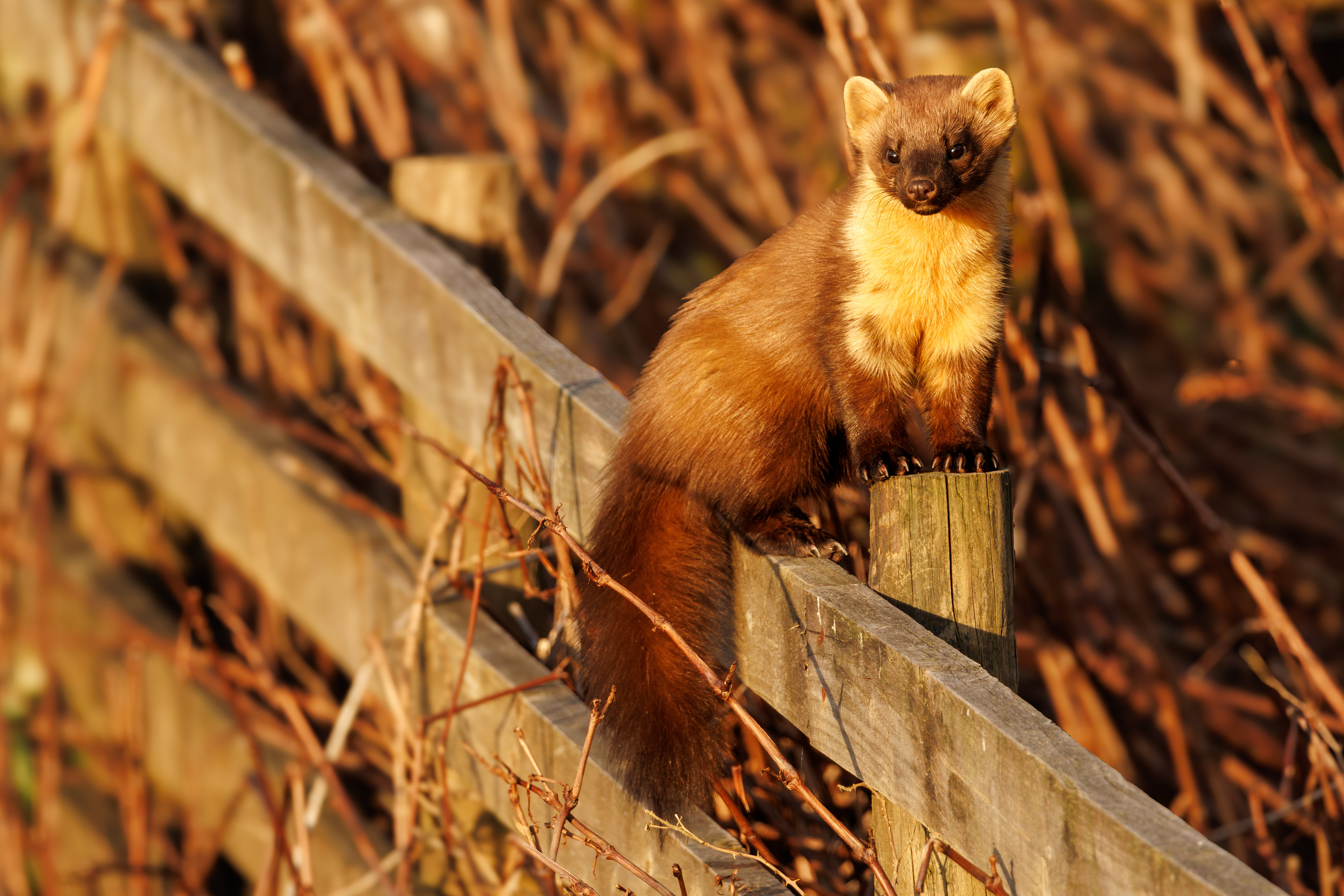 Pine Marten