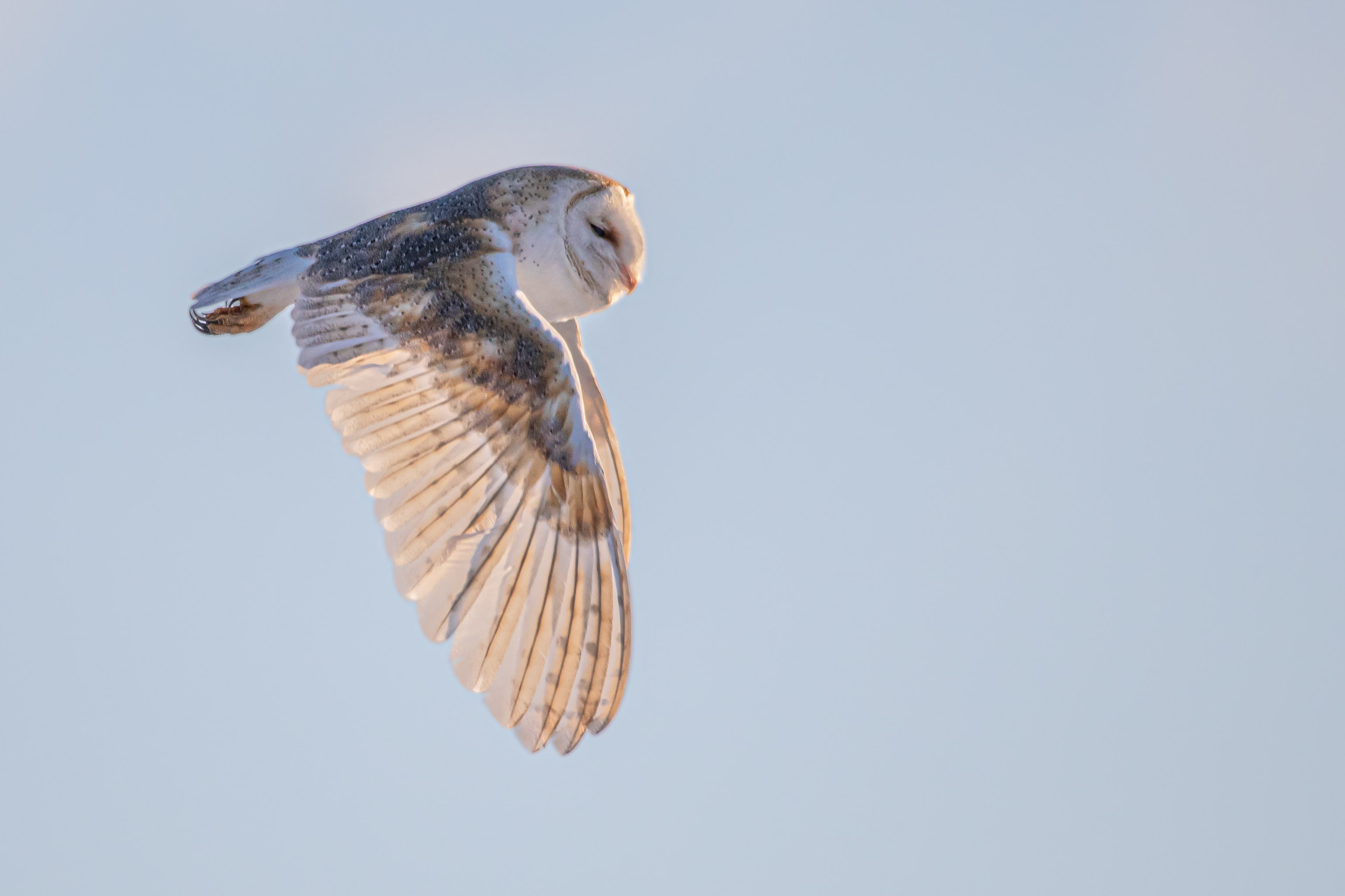 Barn Owl