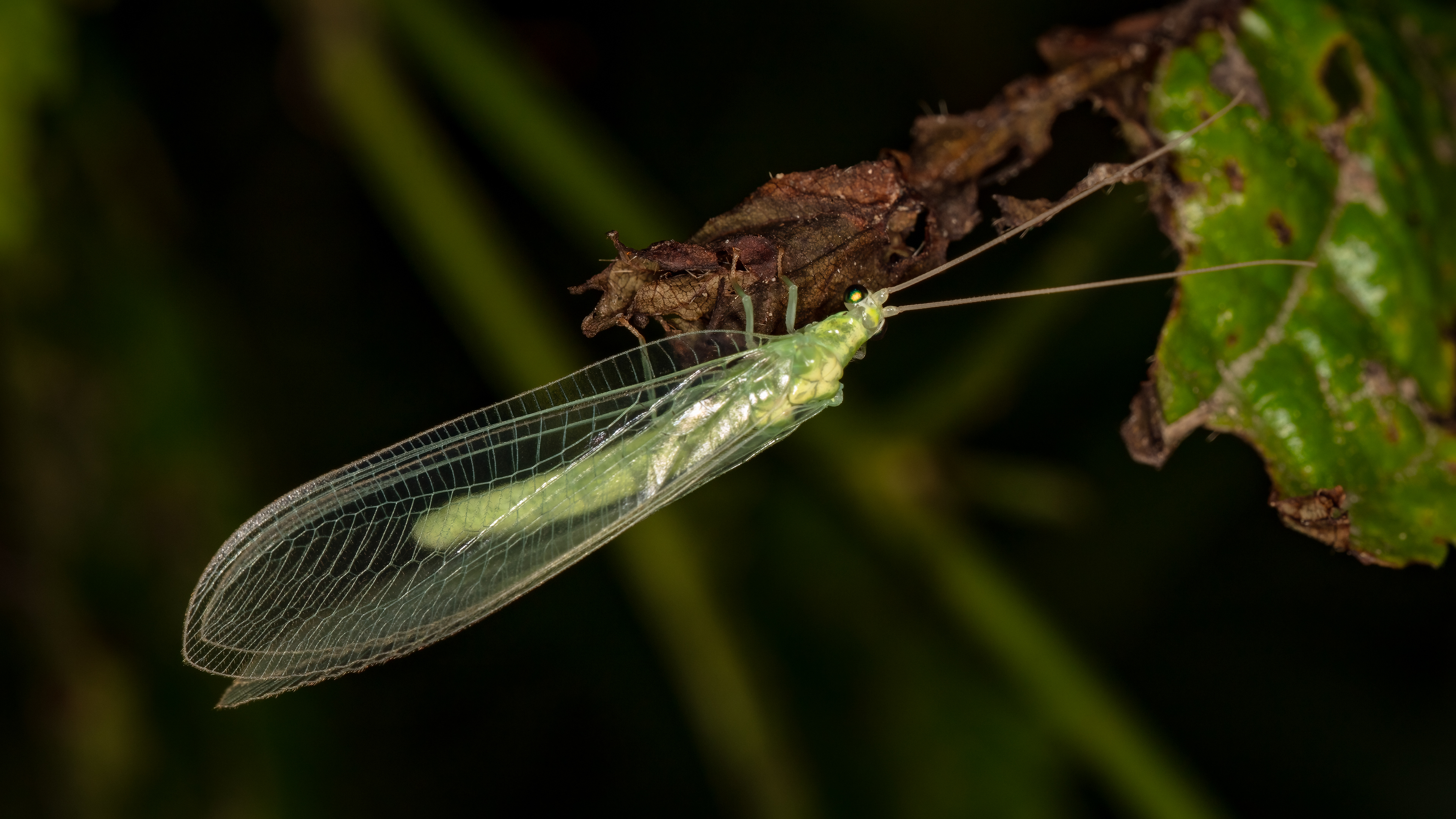 Common green lacewing