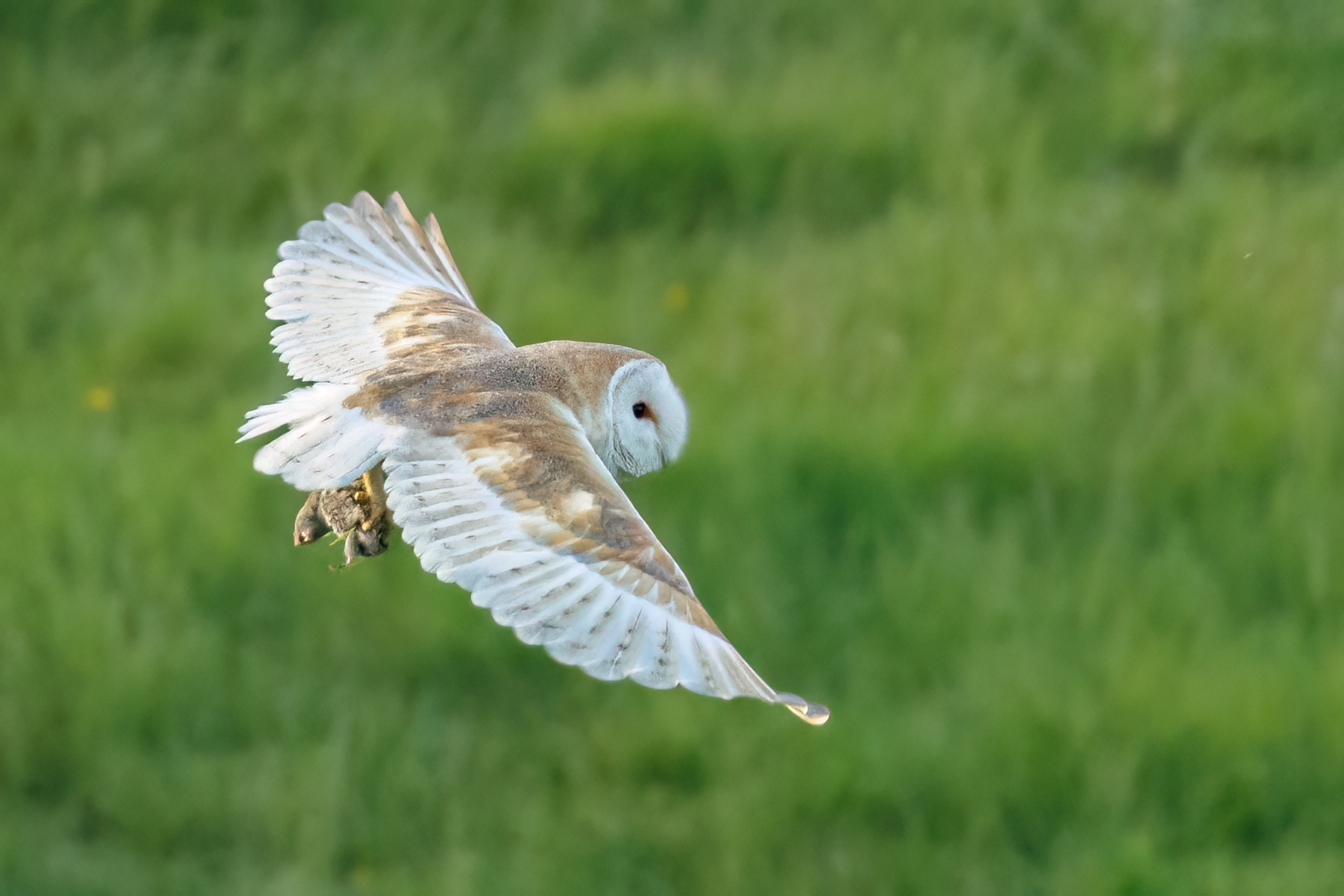 Barn Owl