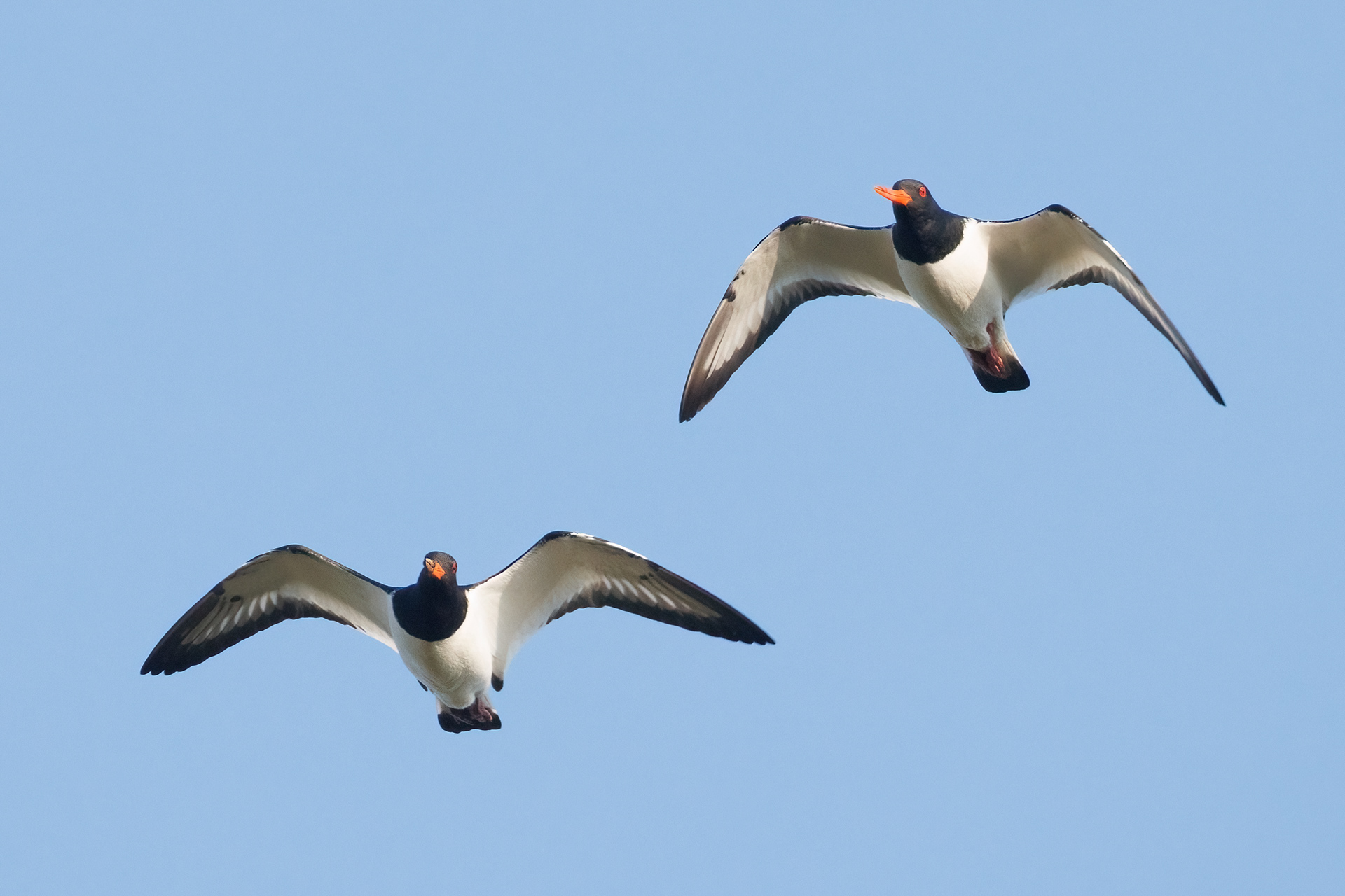 Oystercatchers