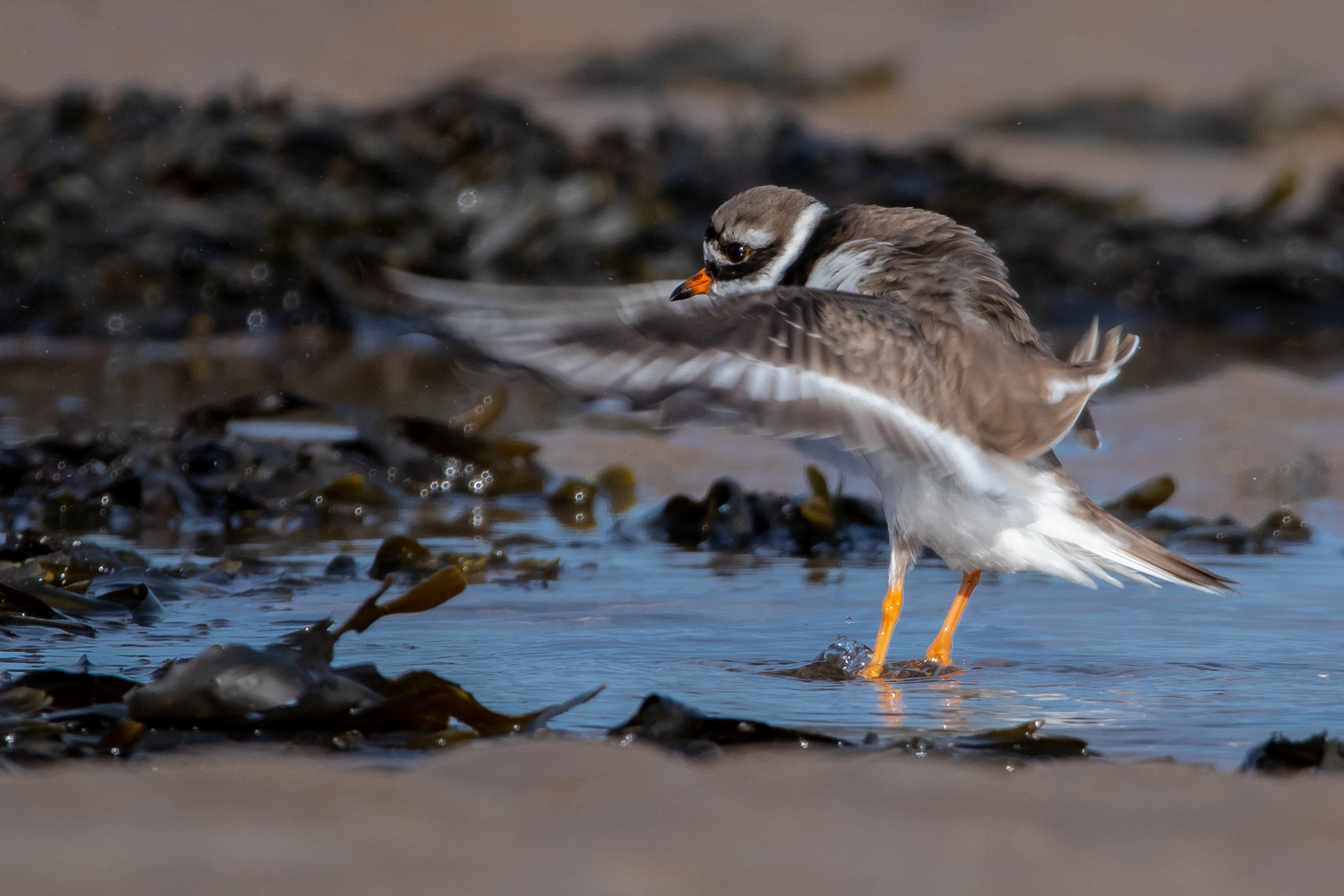 Ringed Plover