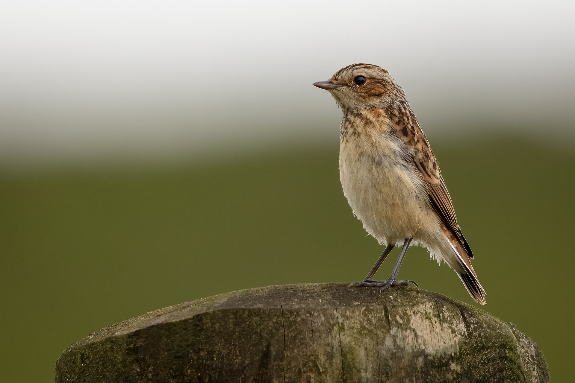 Whinchat (female)