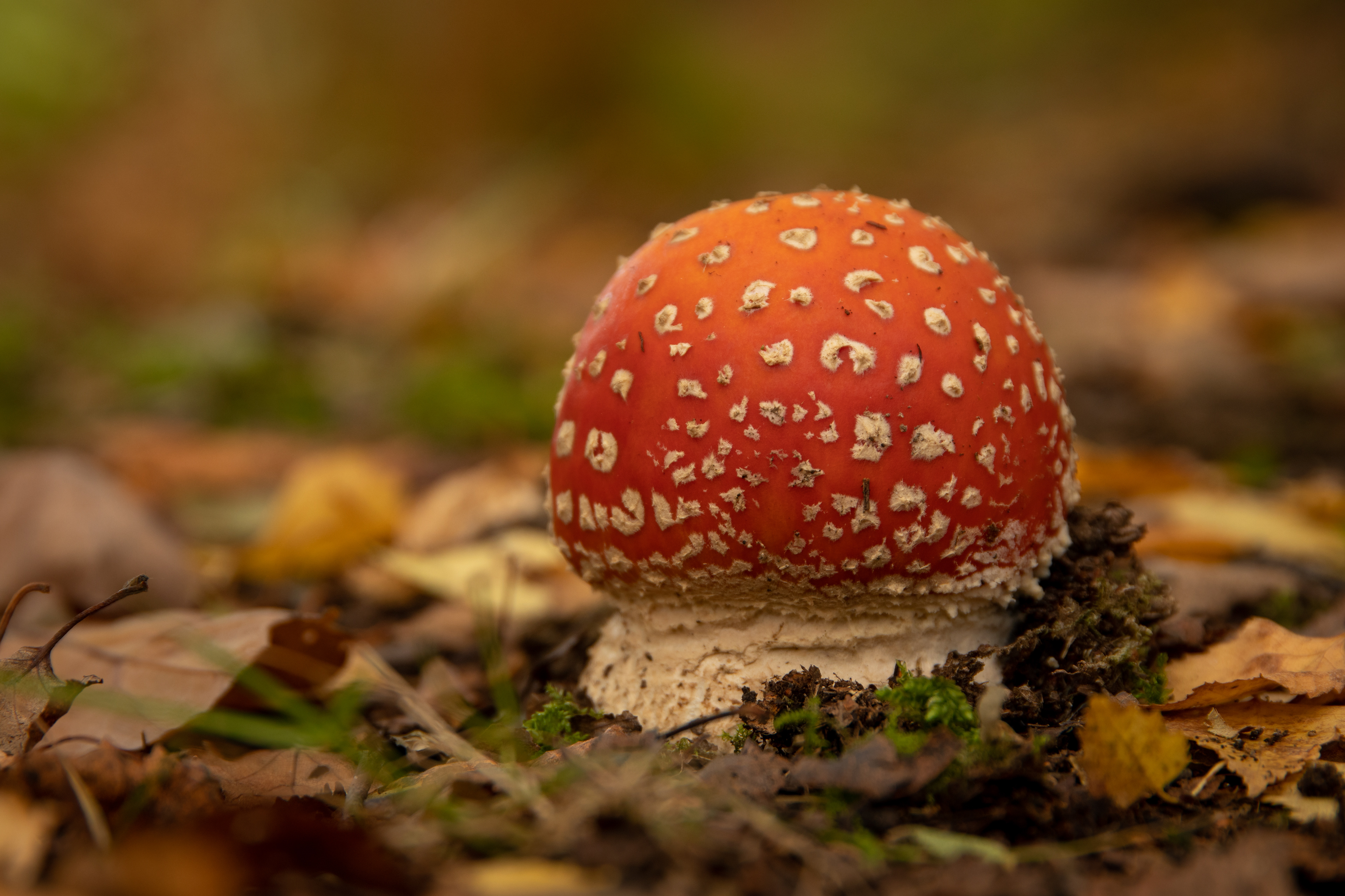 Fly Agaric