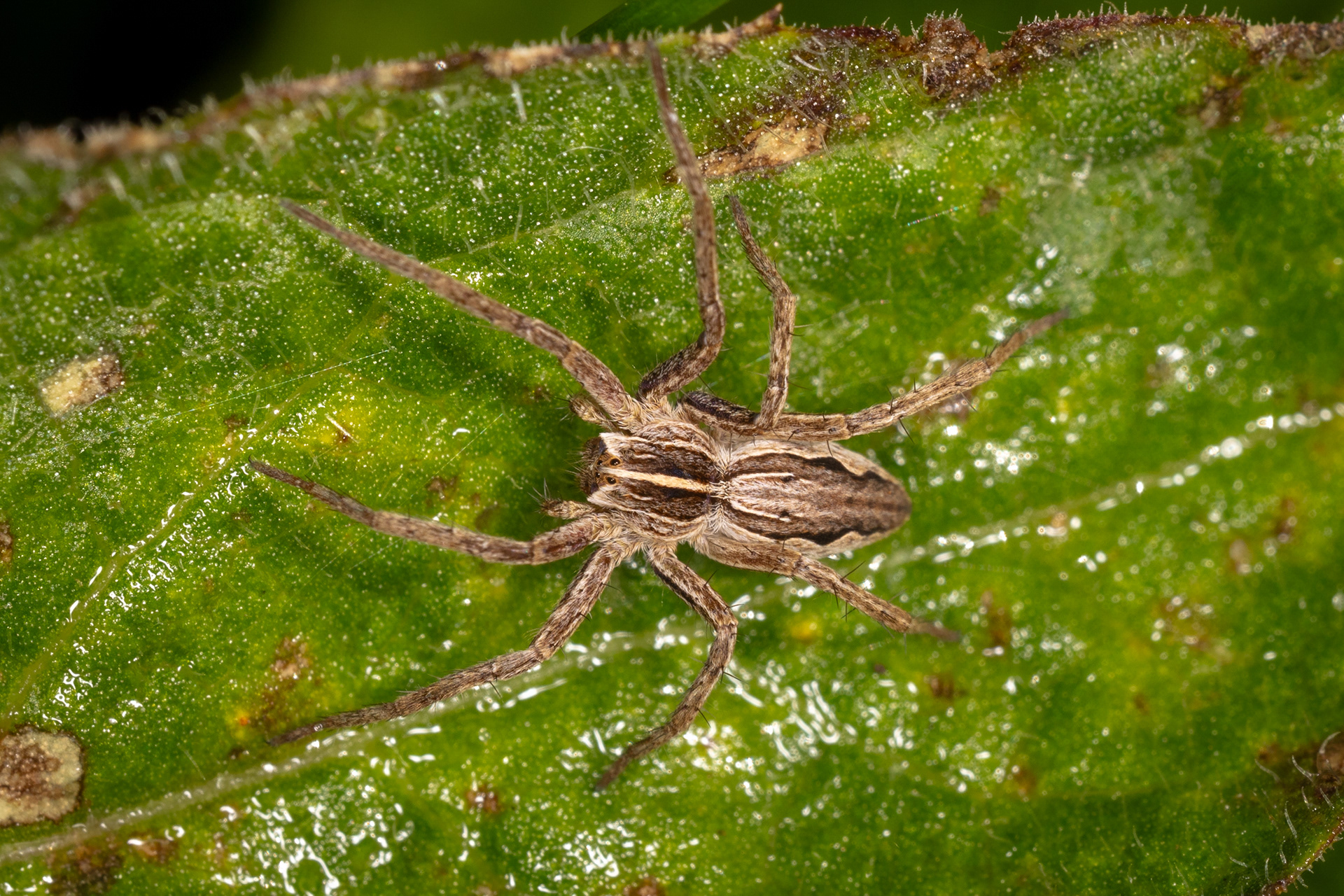 Nursery Web Spider (Pisaura mirabilis)