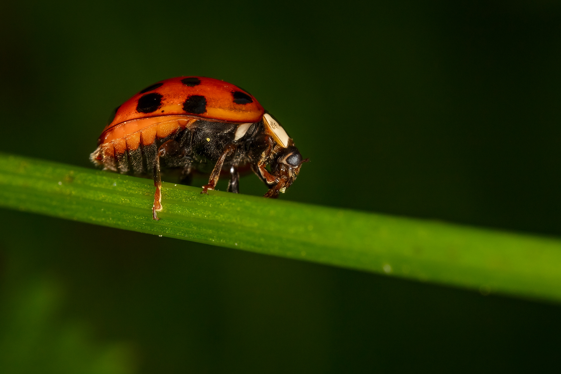 Asian Ladybird
