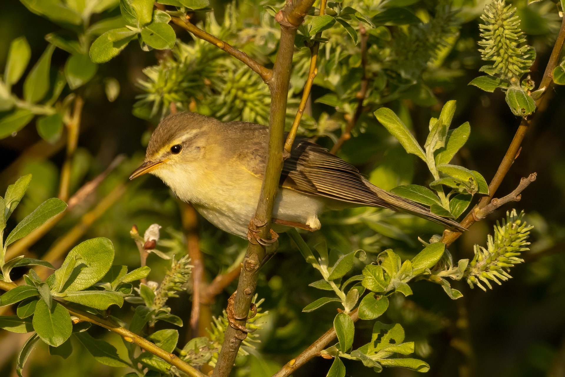 Willow Warbler