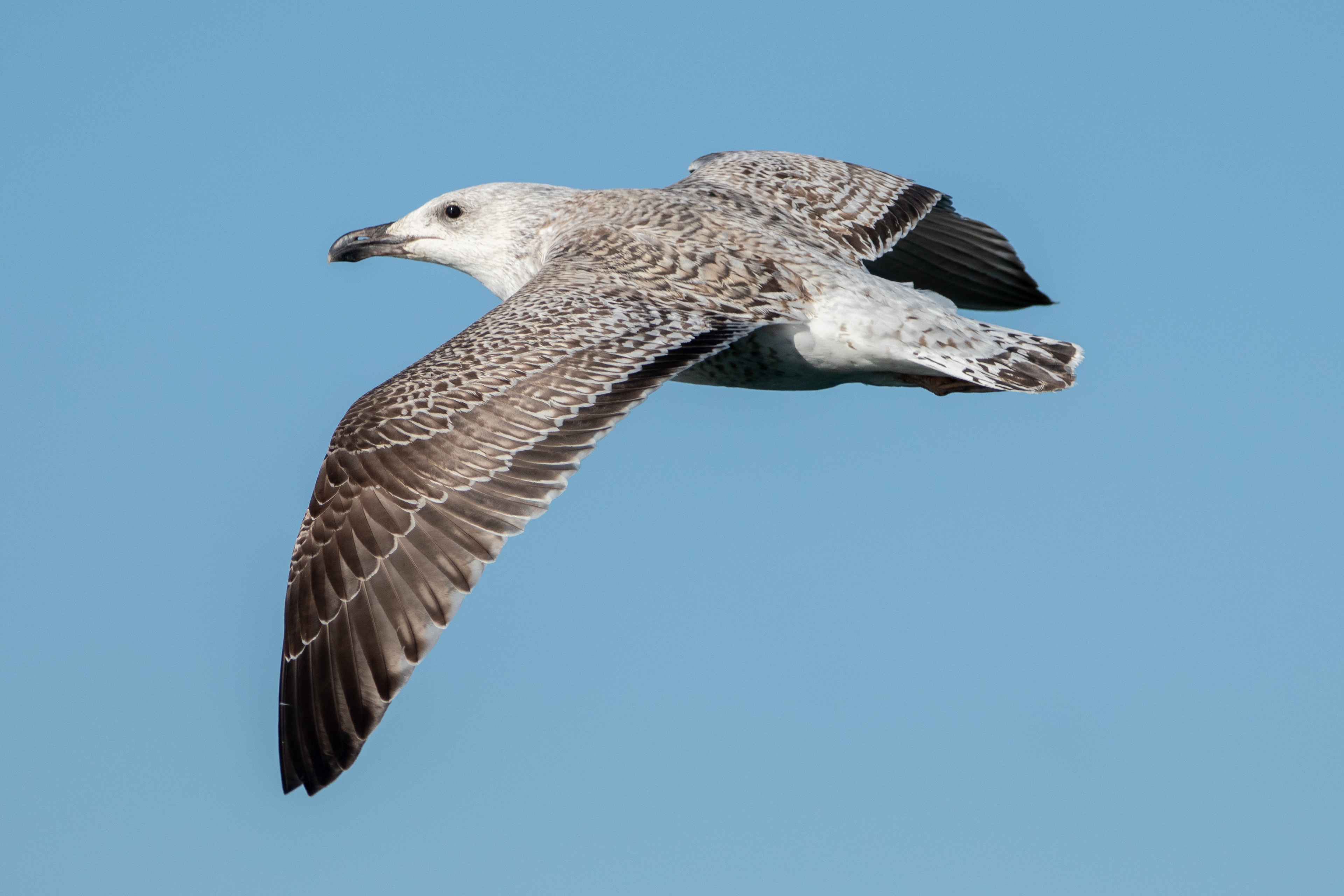 Herring Gull (Juvenile)
