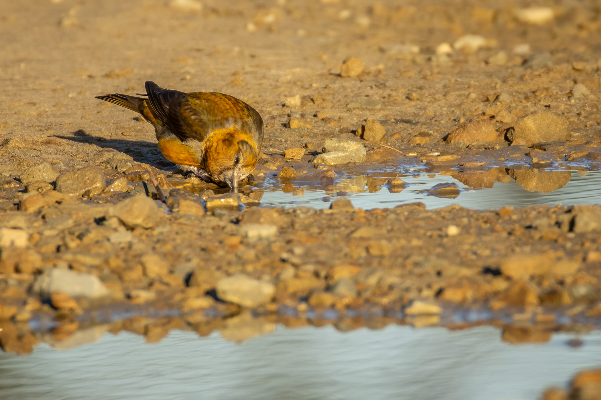 Crossbill (male)