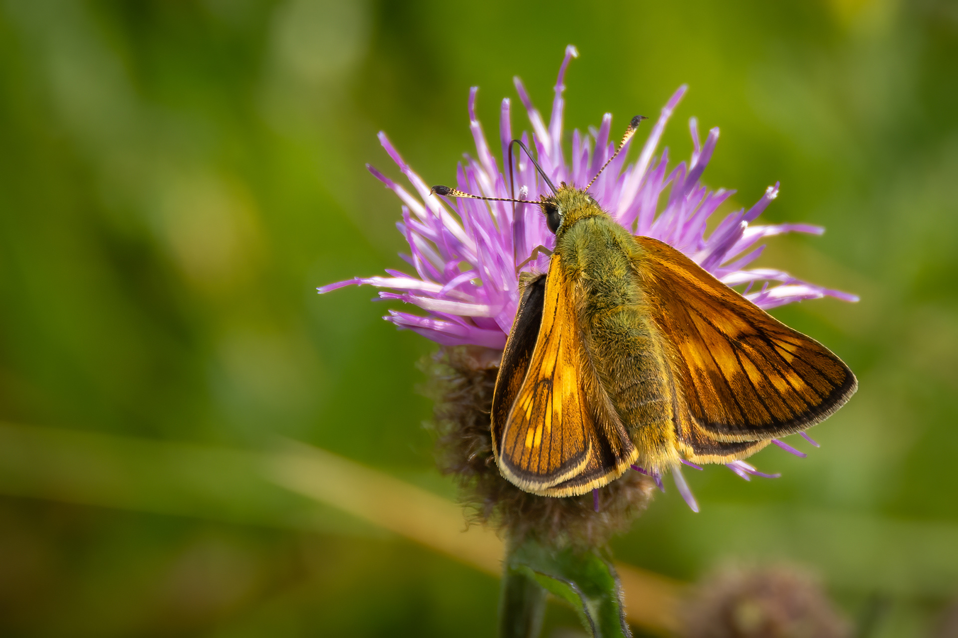 Large Skipper Butterfly
