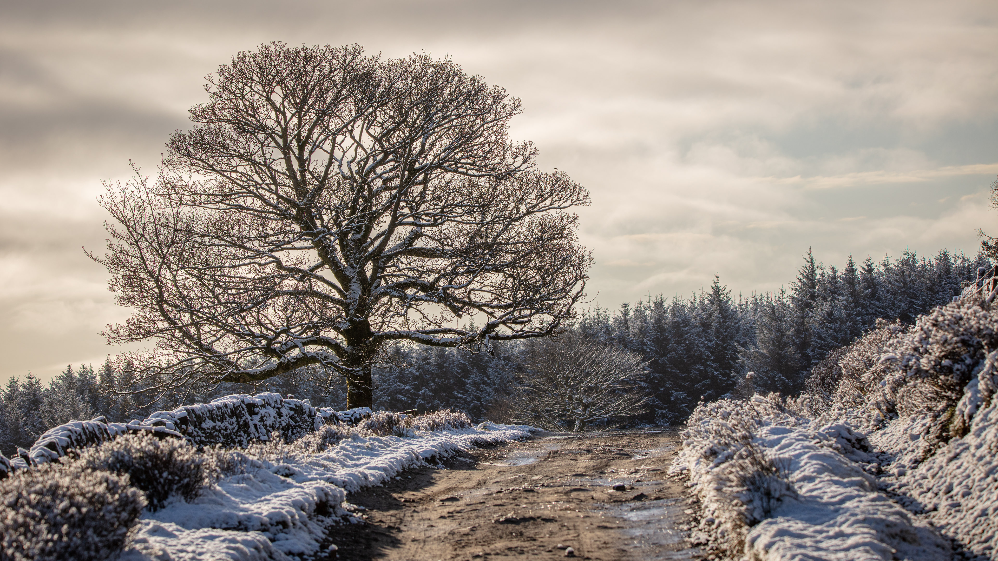 Crossley's Plantation Lane