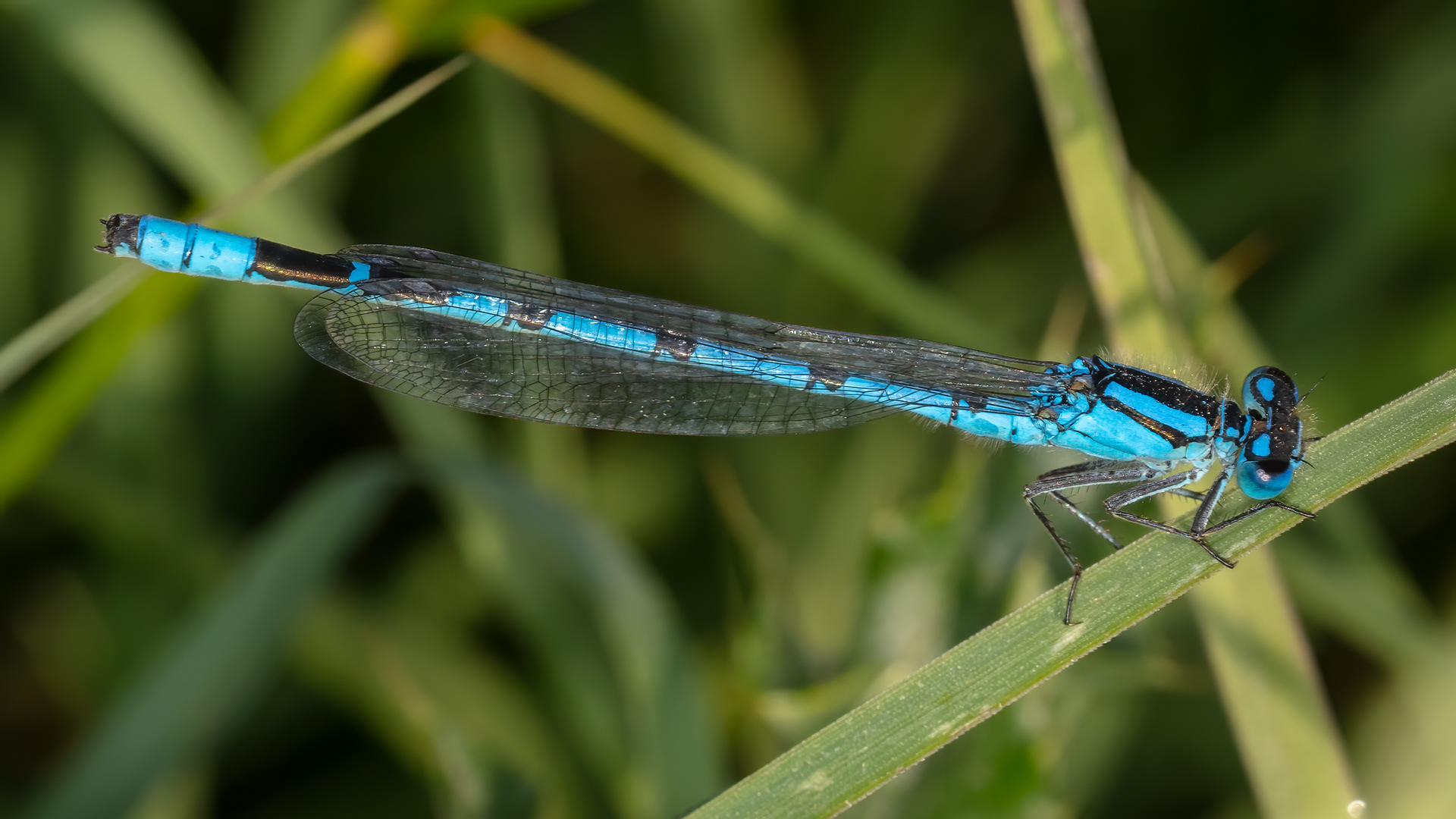 Common Blue Damselfly