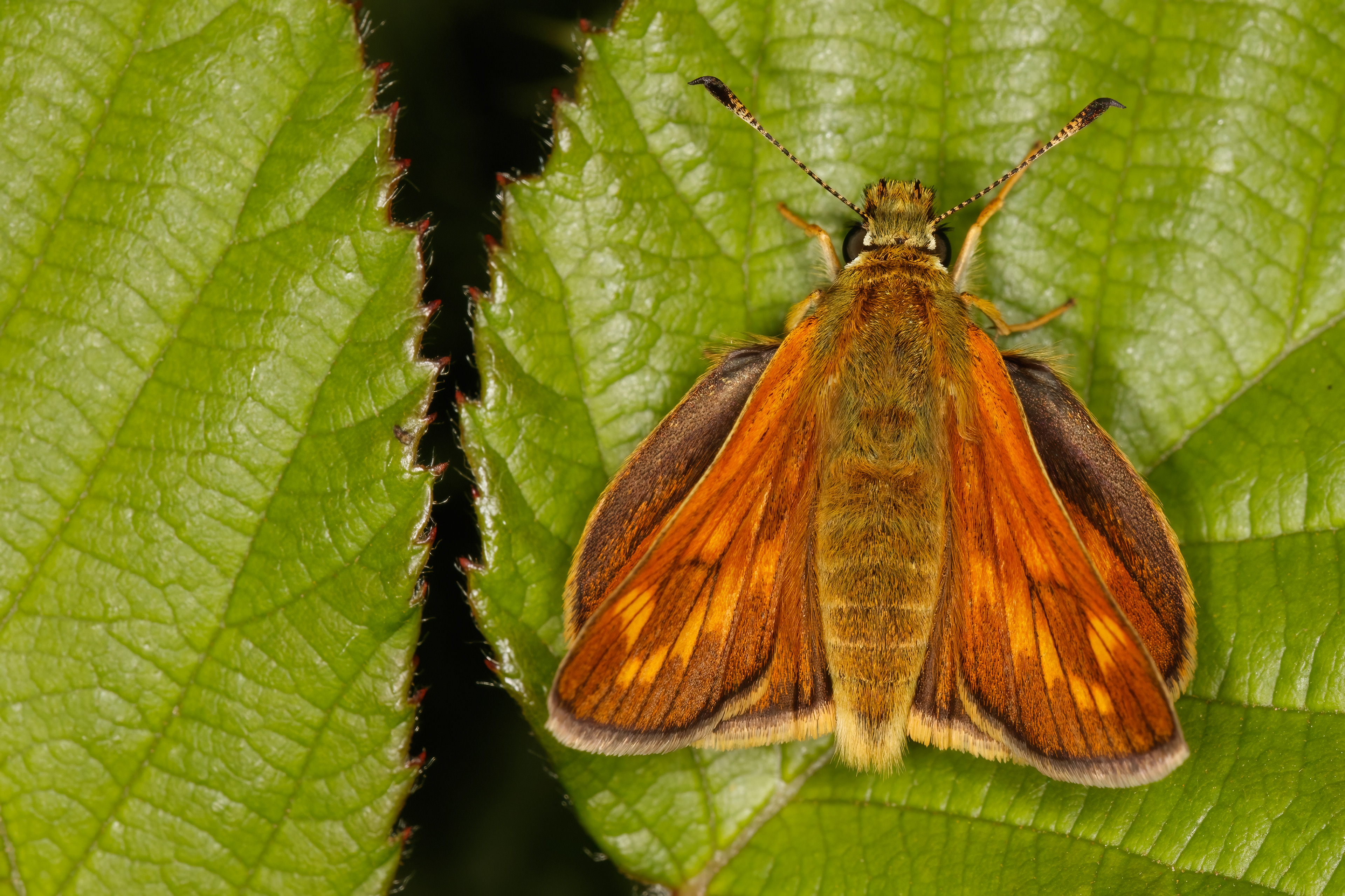 Large Skipper