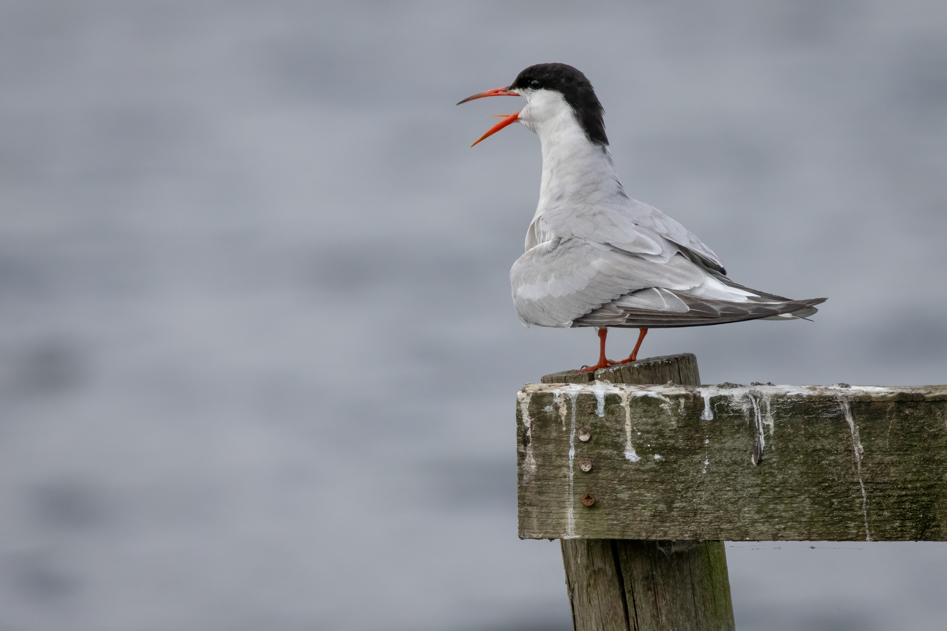 Common Tern