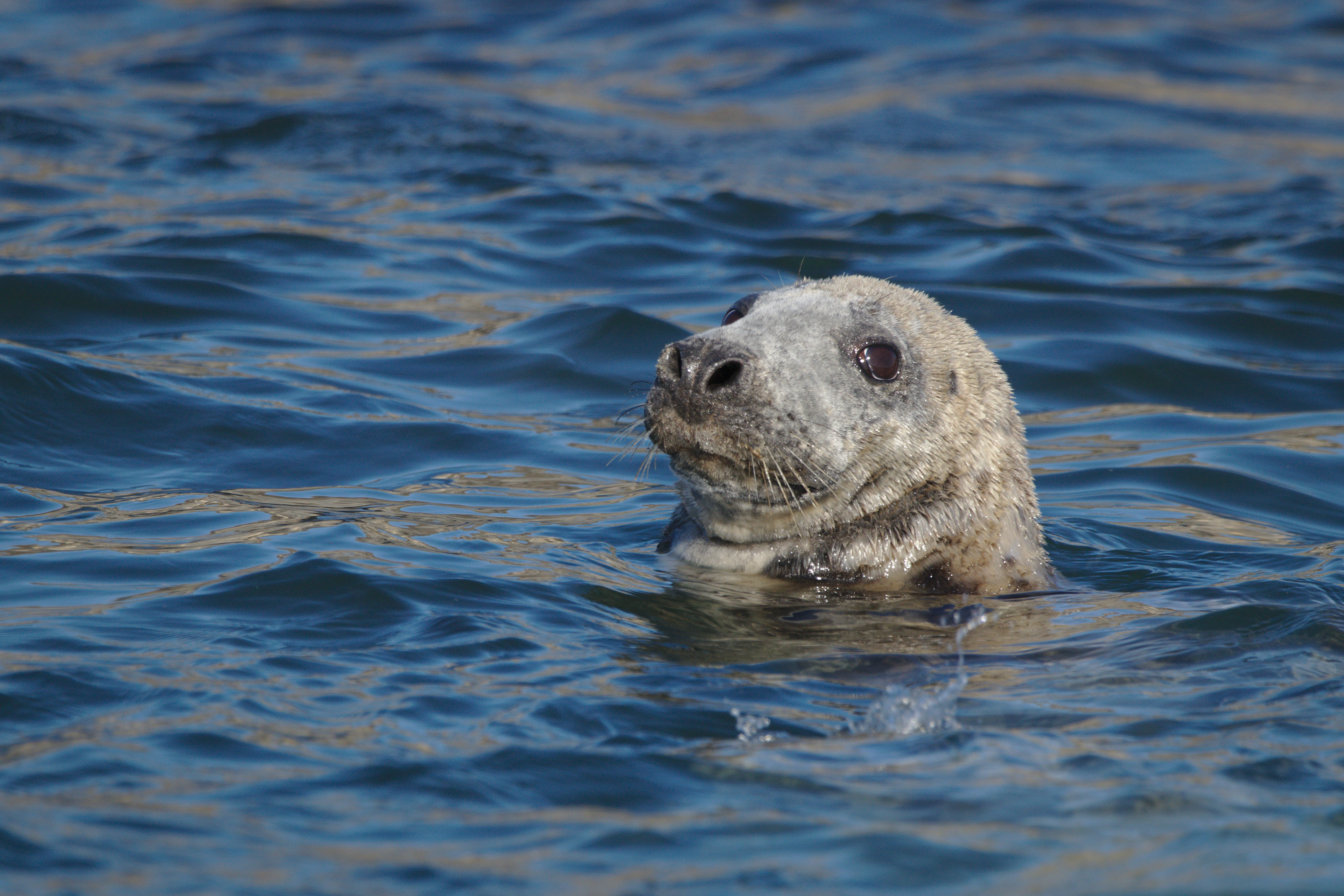 Grey Seal