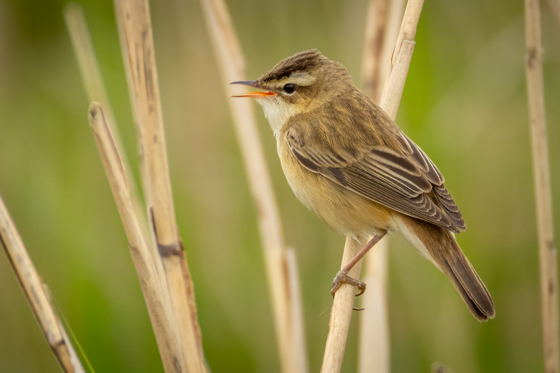 Sedge Warbler