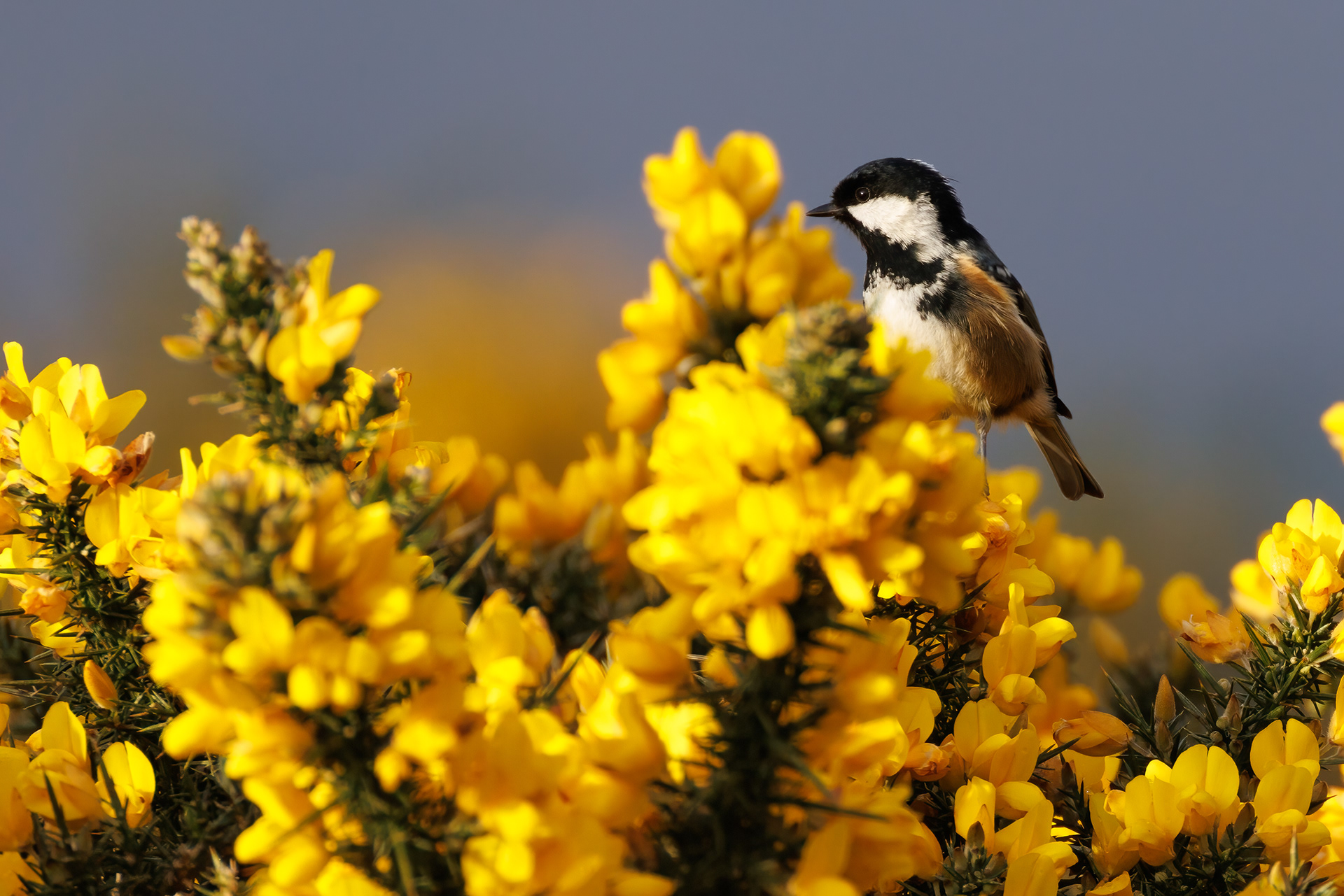 Coal Tit