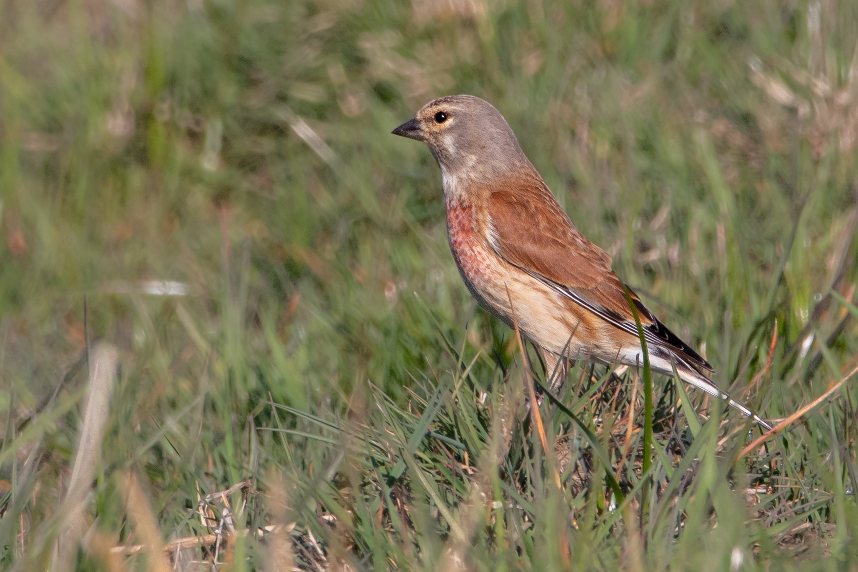 Linnet