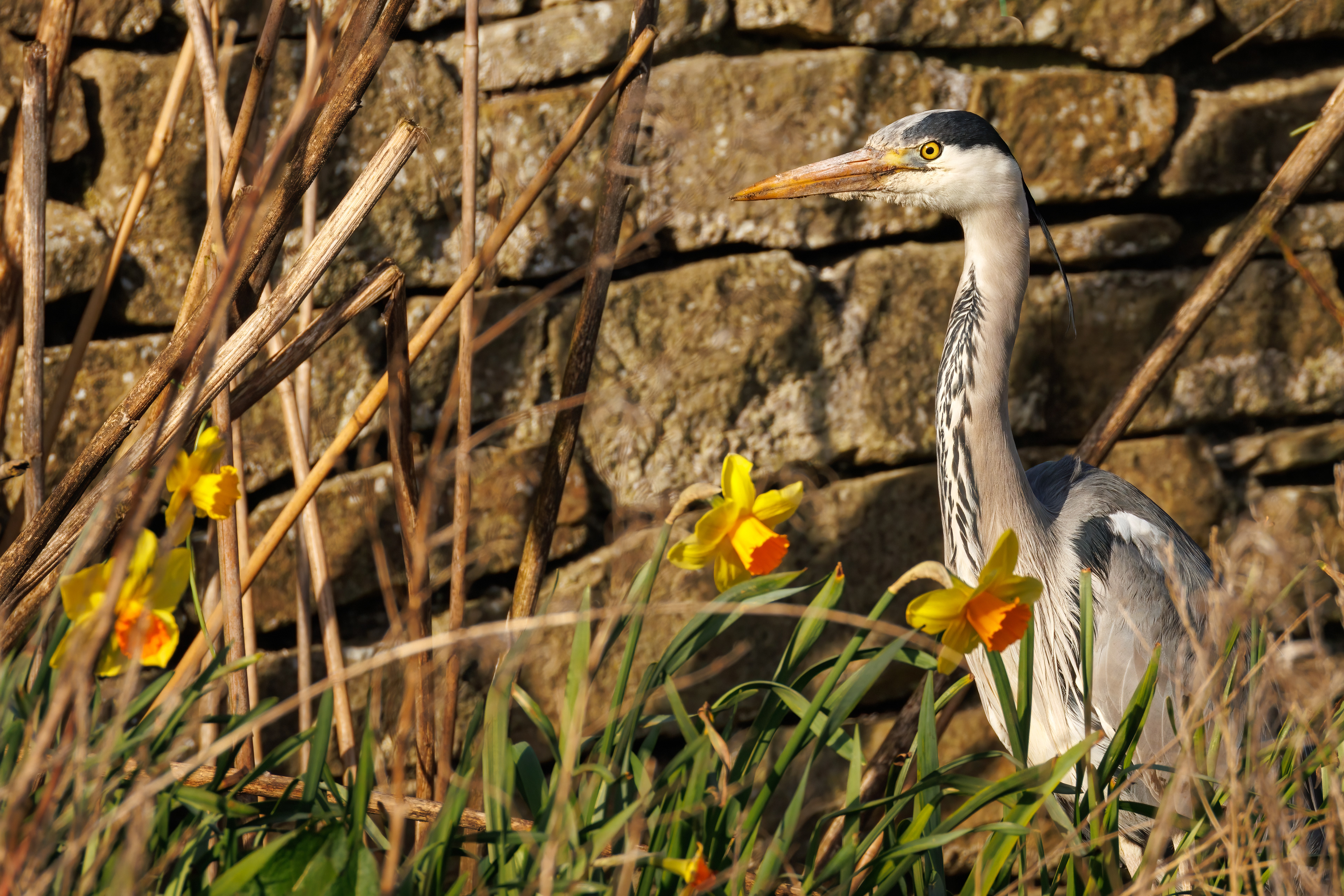 Grey Heron