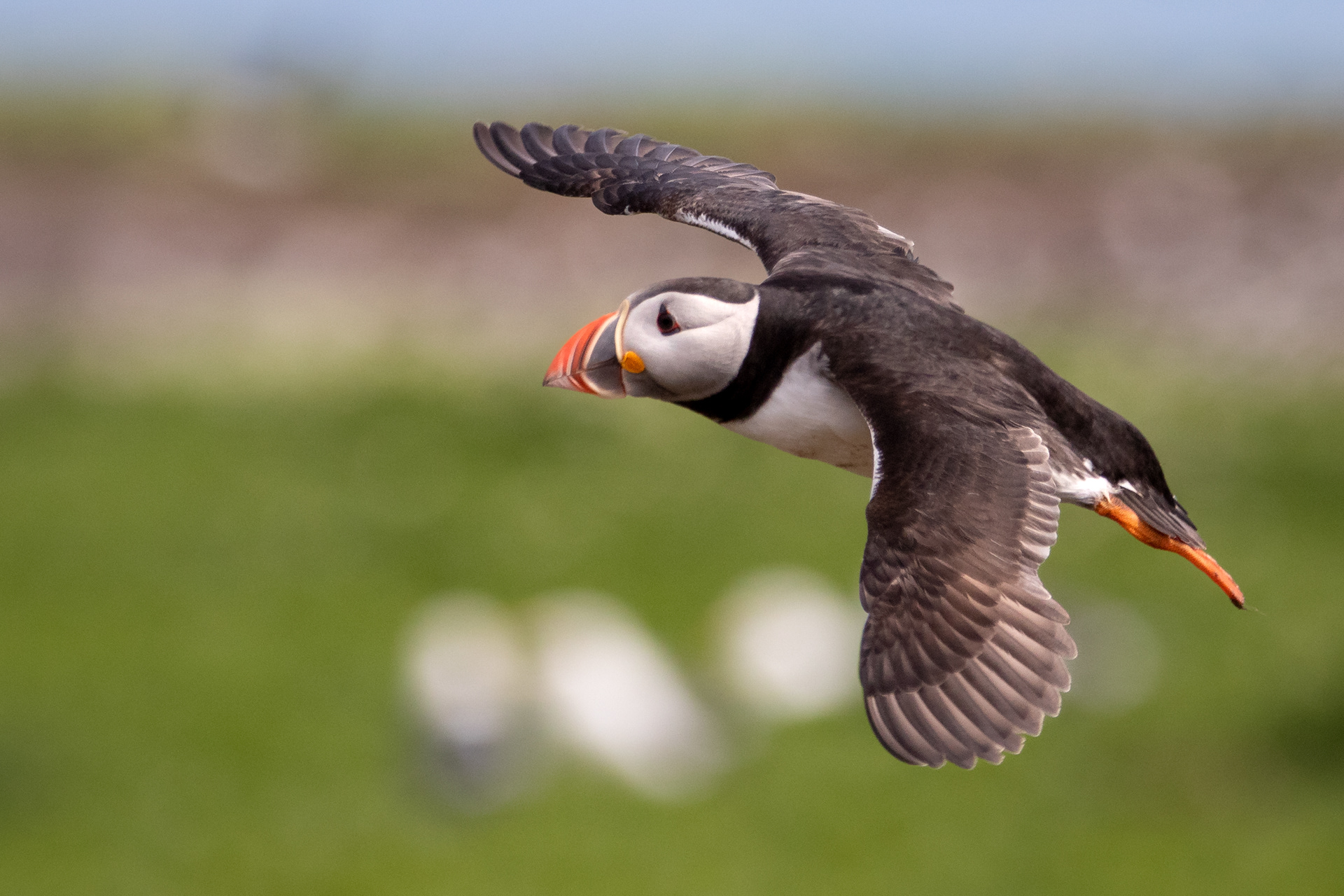 Puffin