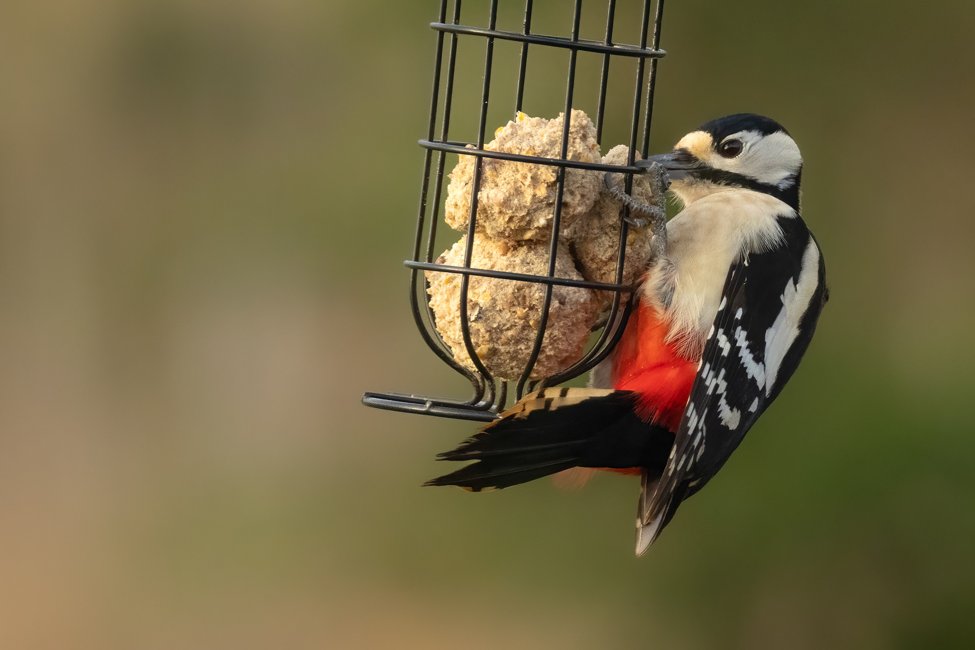Great spotted Woodpecker