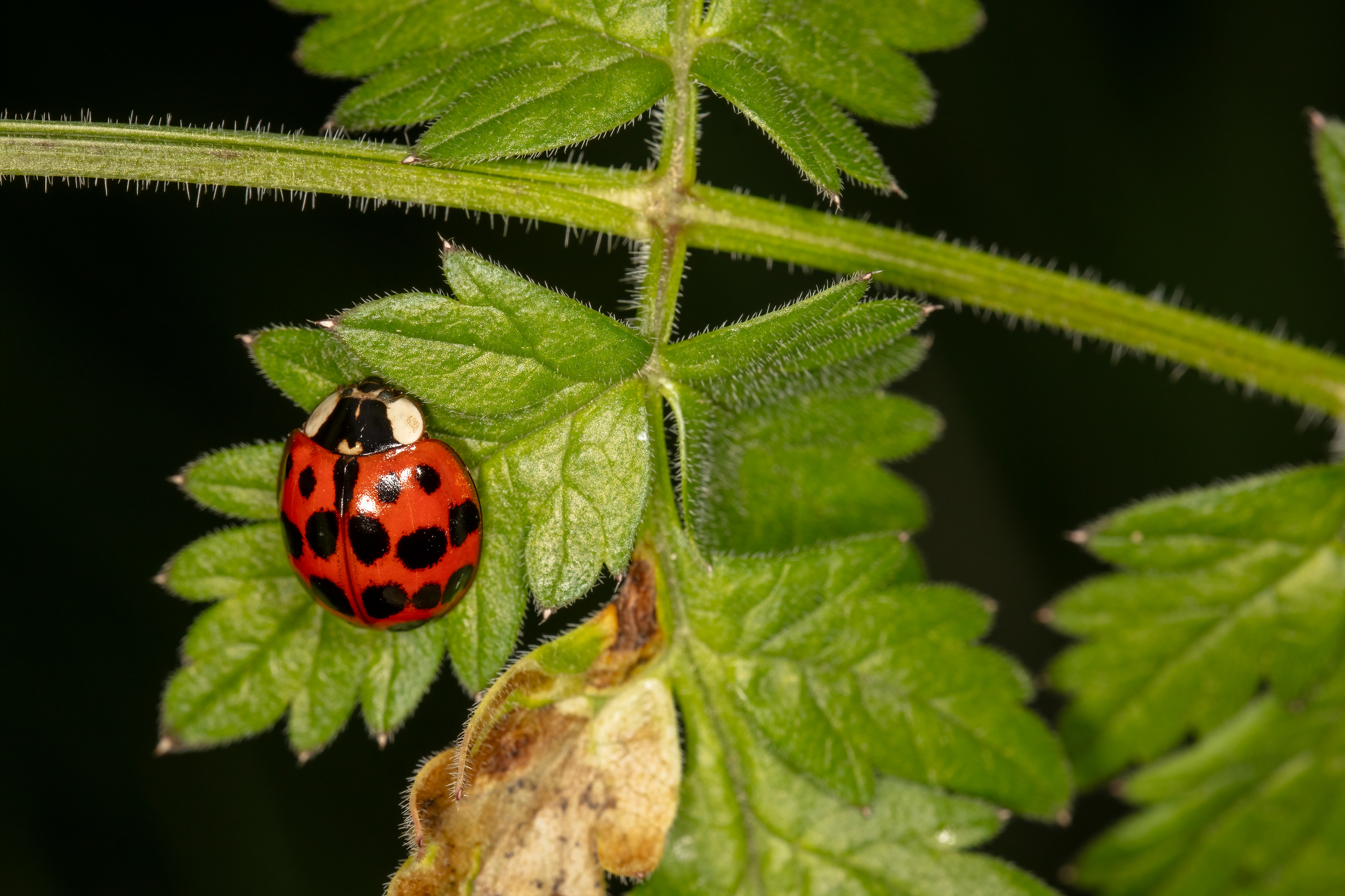 Asian Ladybird